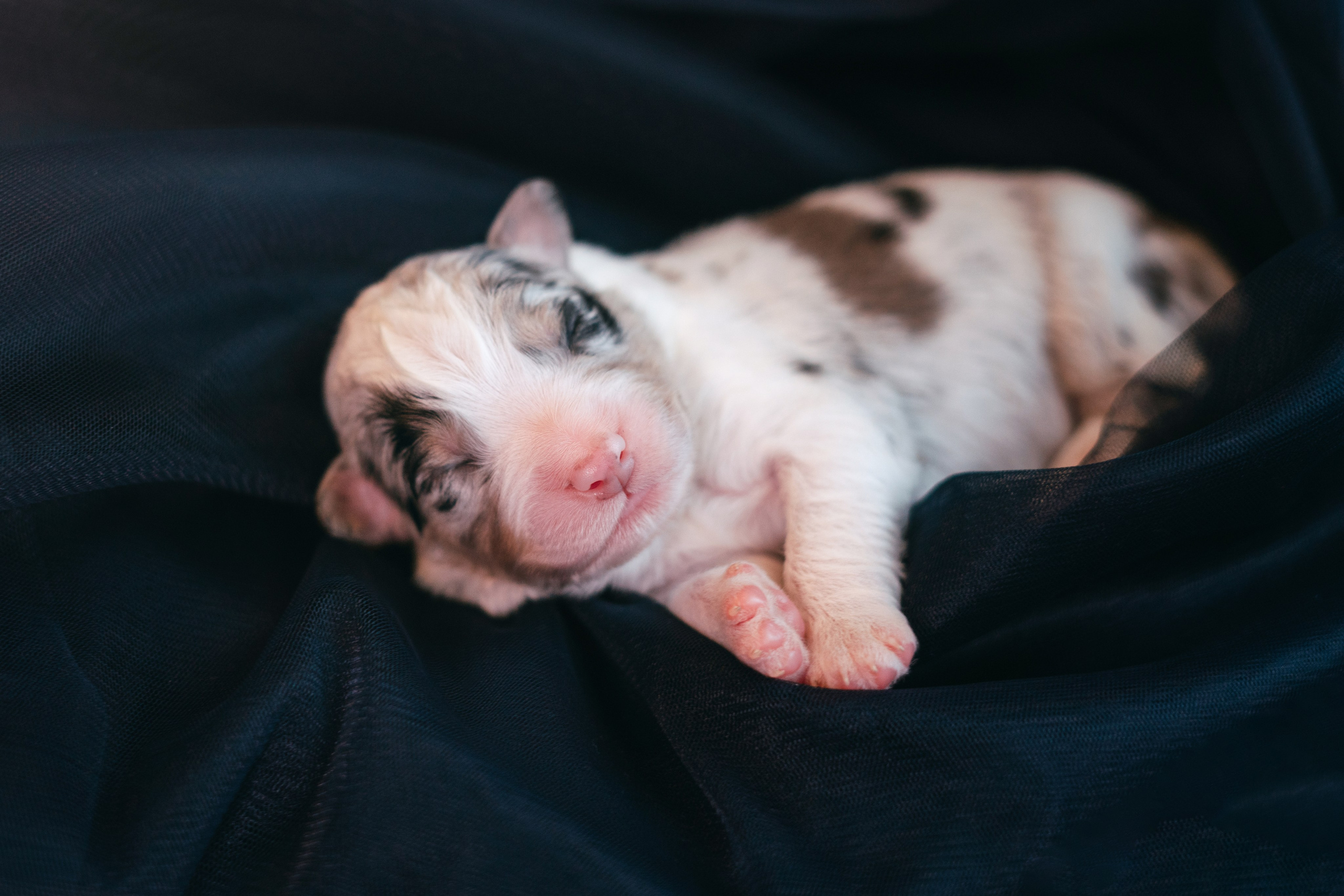 Аусси. Фотограф анималист Осипчикова Мария