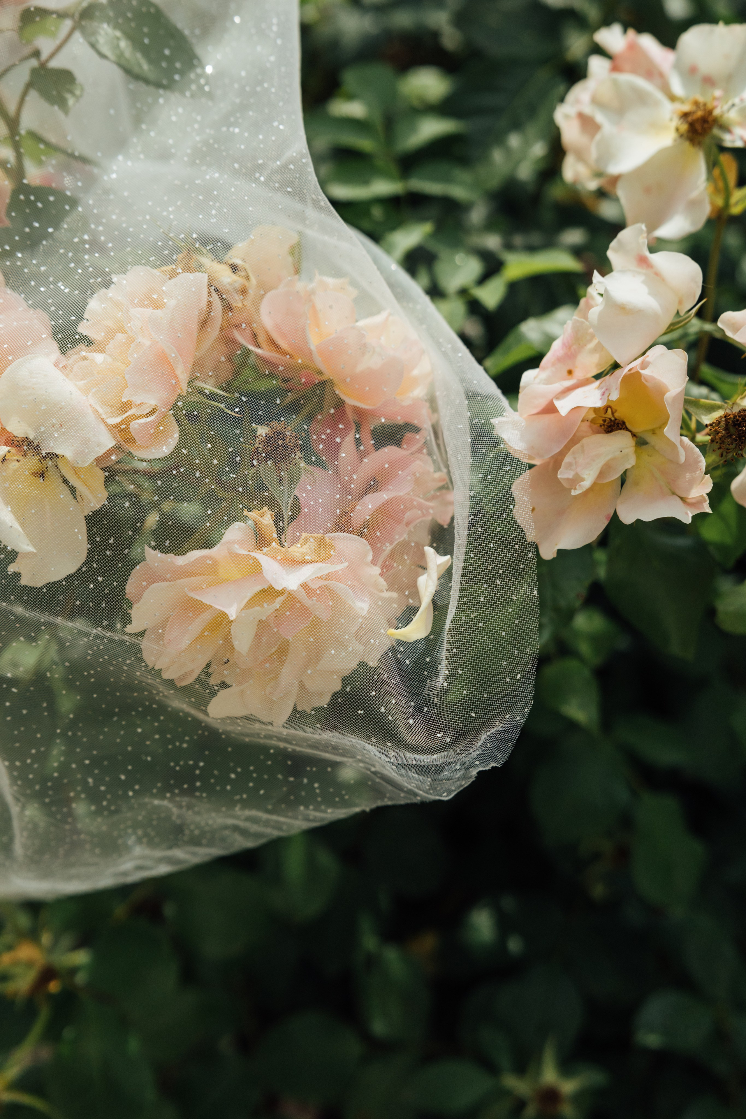 Свадебный фотограф Краснодар