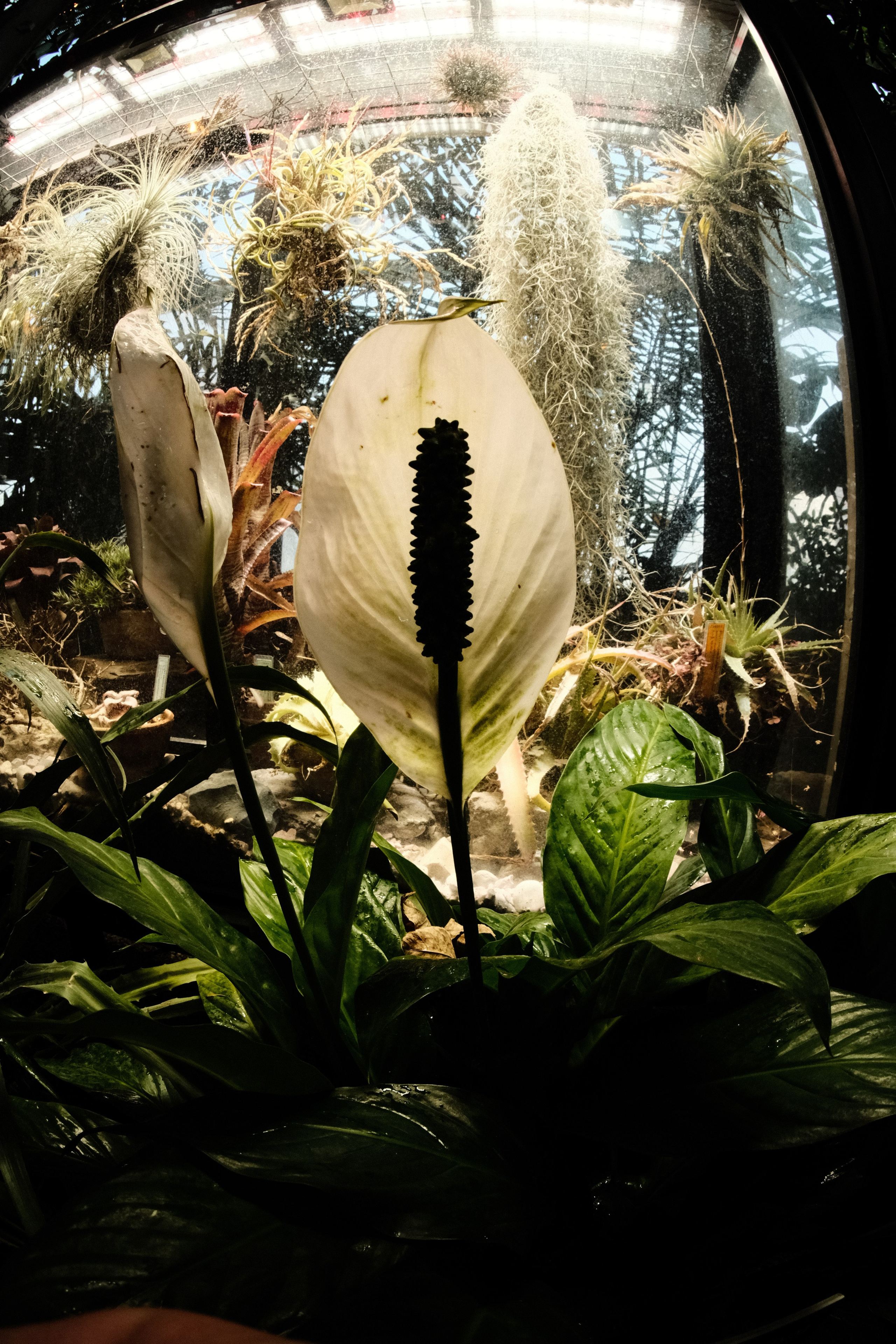 Аптекарский огород. Фотограф-любитель из Кирова Андрей Погребняк