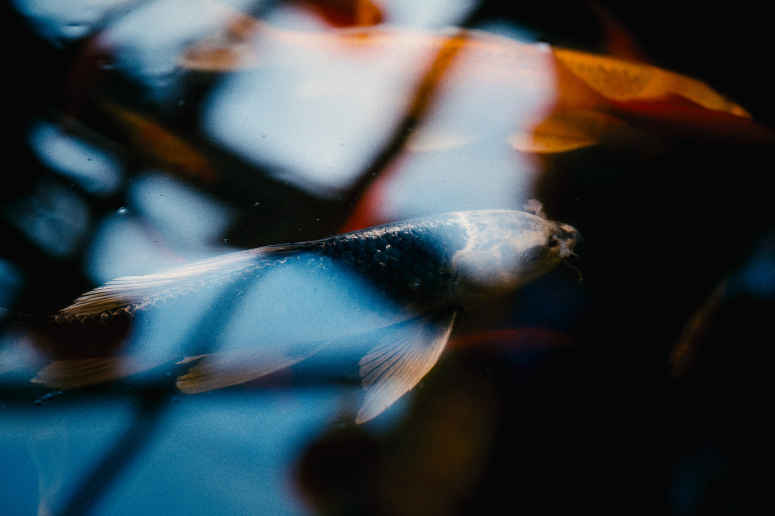 Аптекарский огород