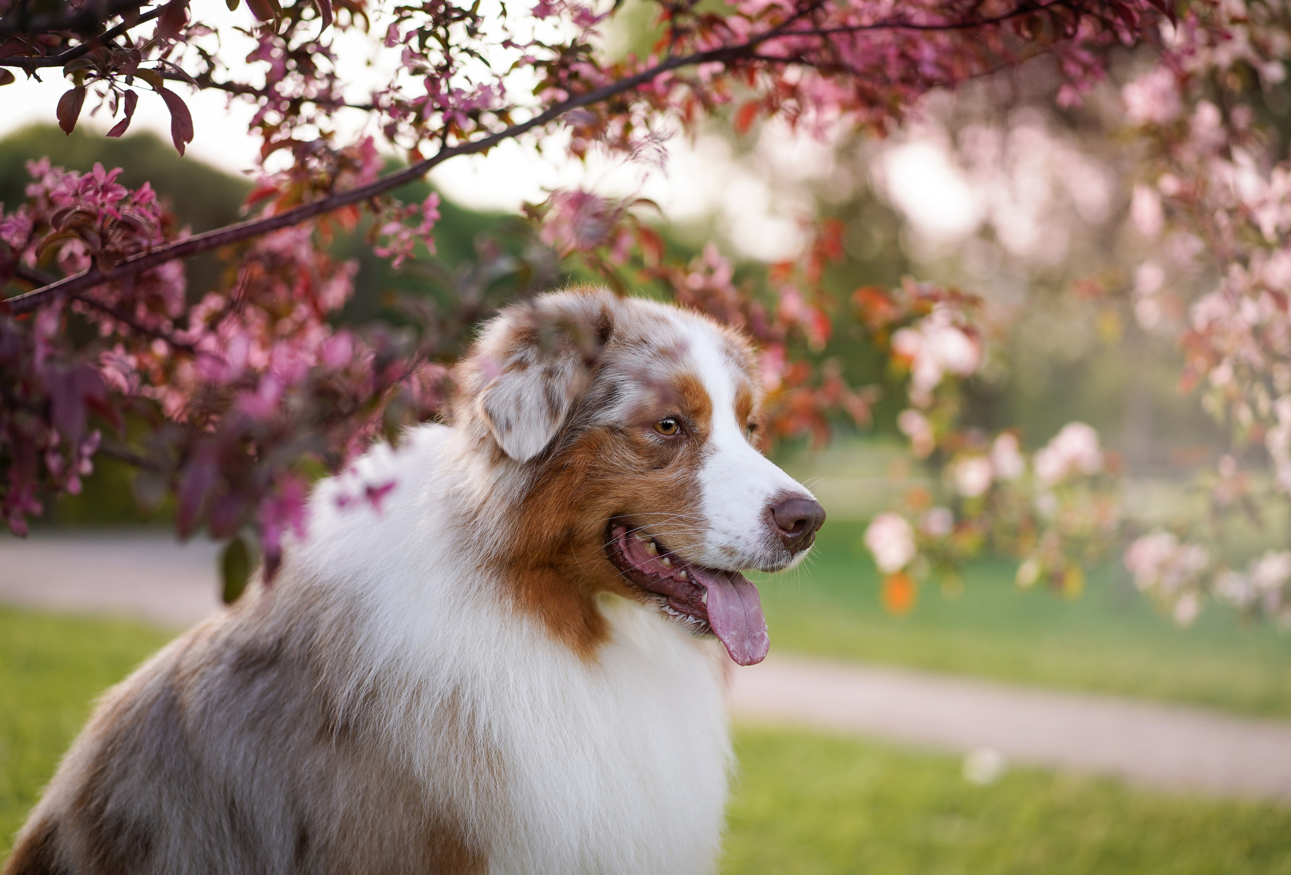 Аусси в Яблоневом саду. Фотограф-анималист в Санкт-Петербурге Яна Мартынова
