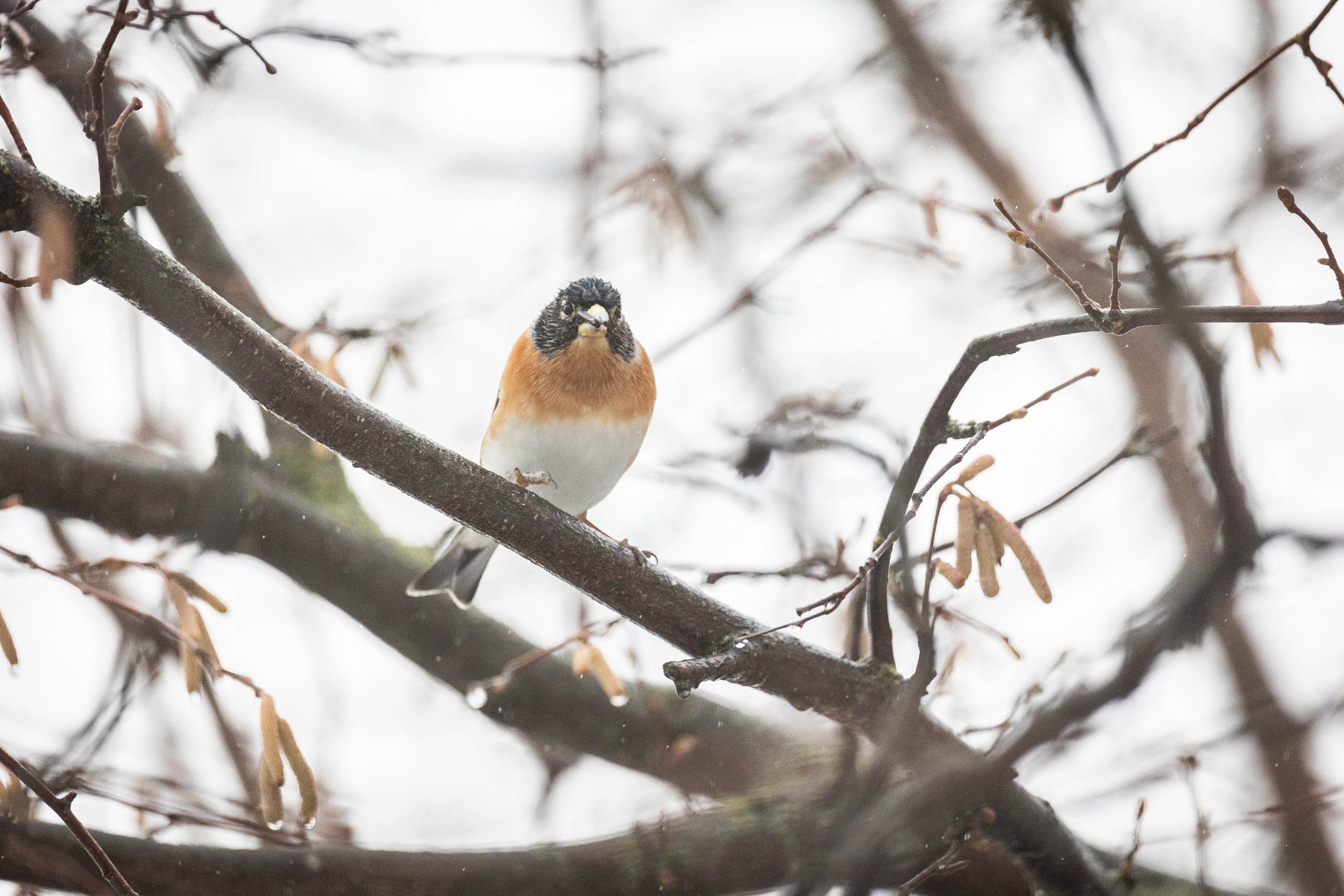 Дикий животный мир. Фотограф-АниМалист Анна Абрамова