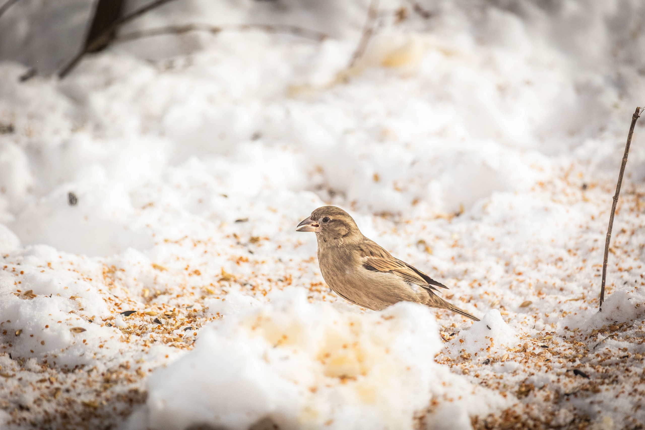 Дикий животный мир. Фотограф-АниМалист Анна Абрамова