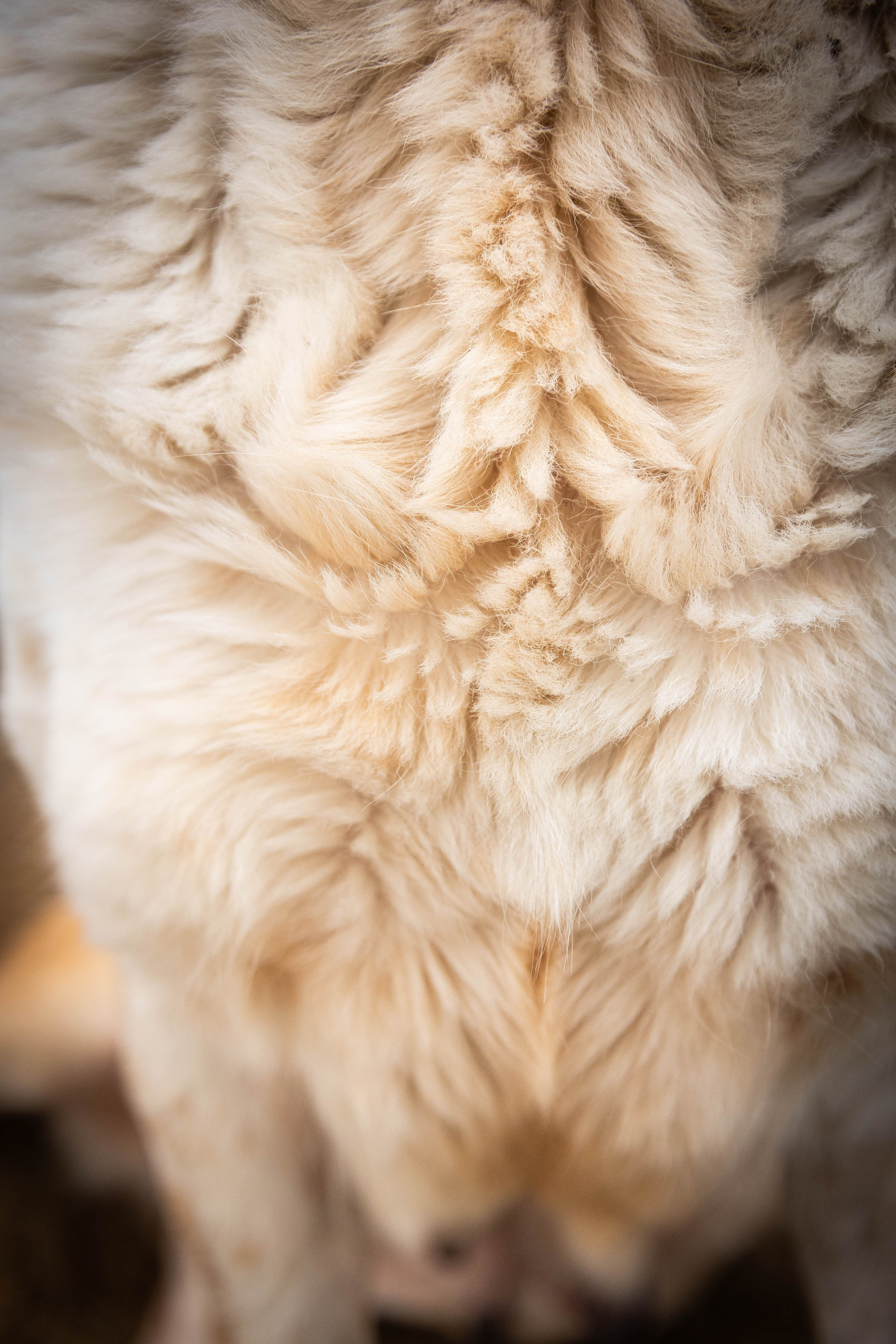 Пальма. Фотограф-АниМалист Анна Абрамова