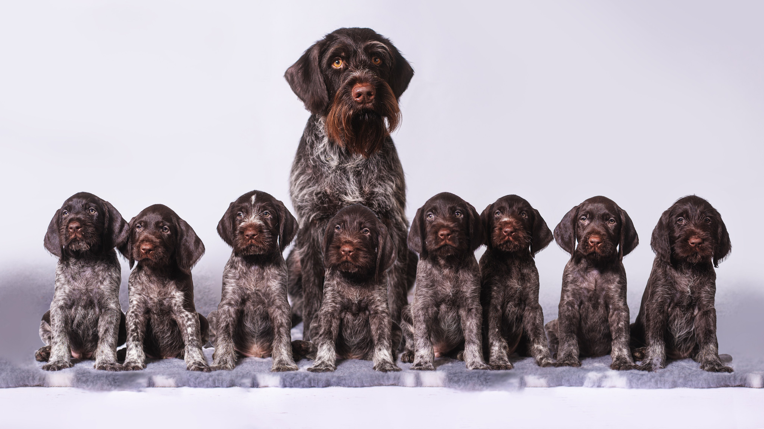 Дратхаарята. Дог-фотограф в Тюмени Александра Королева