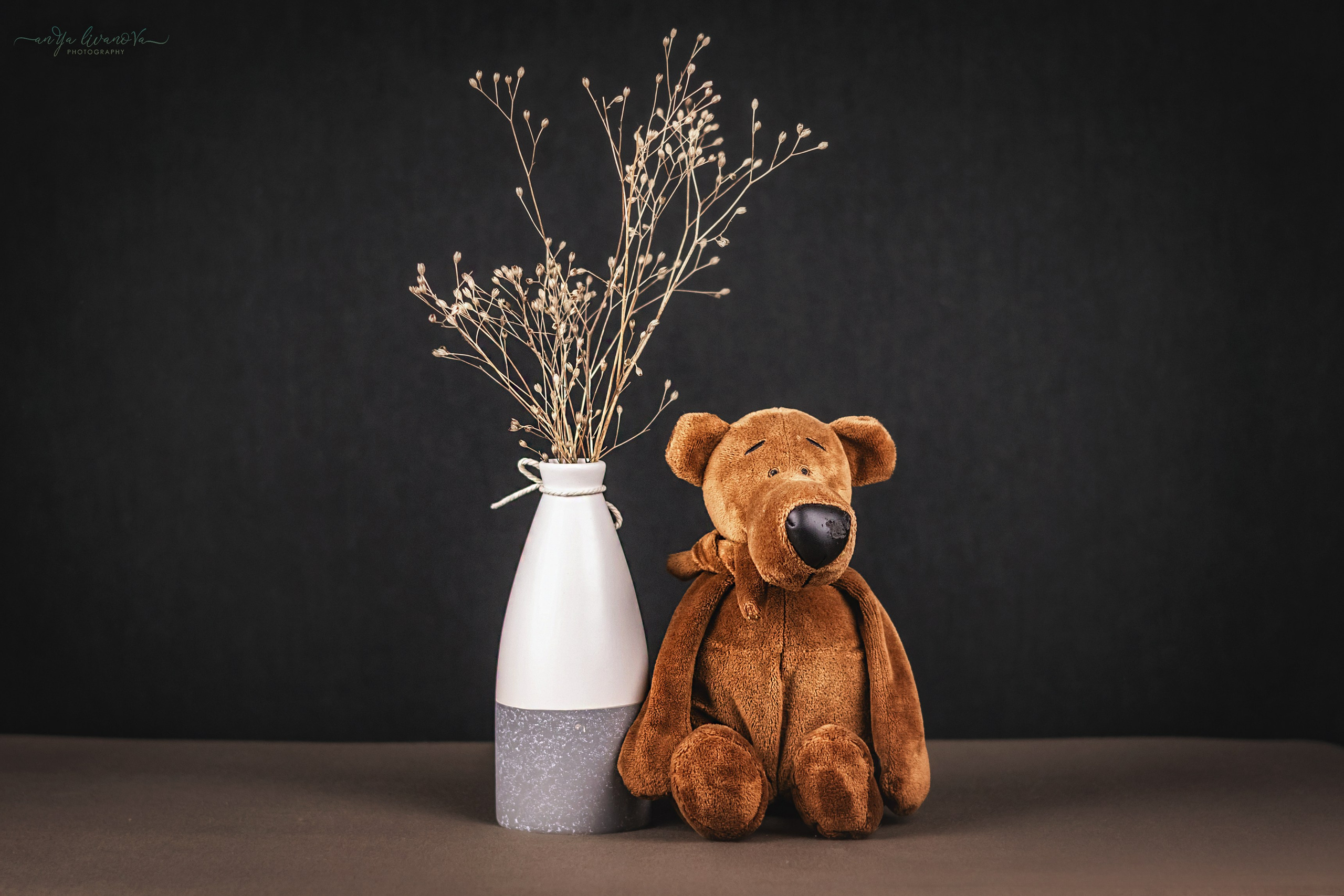 Серый фон. Фотограф анималист Аня Ливанова | Рыбинск