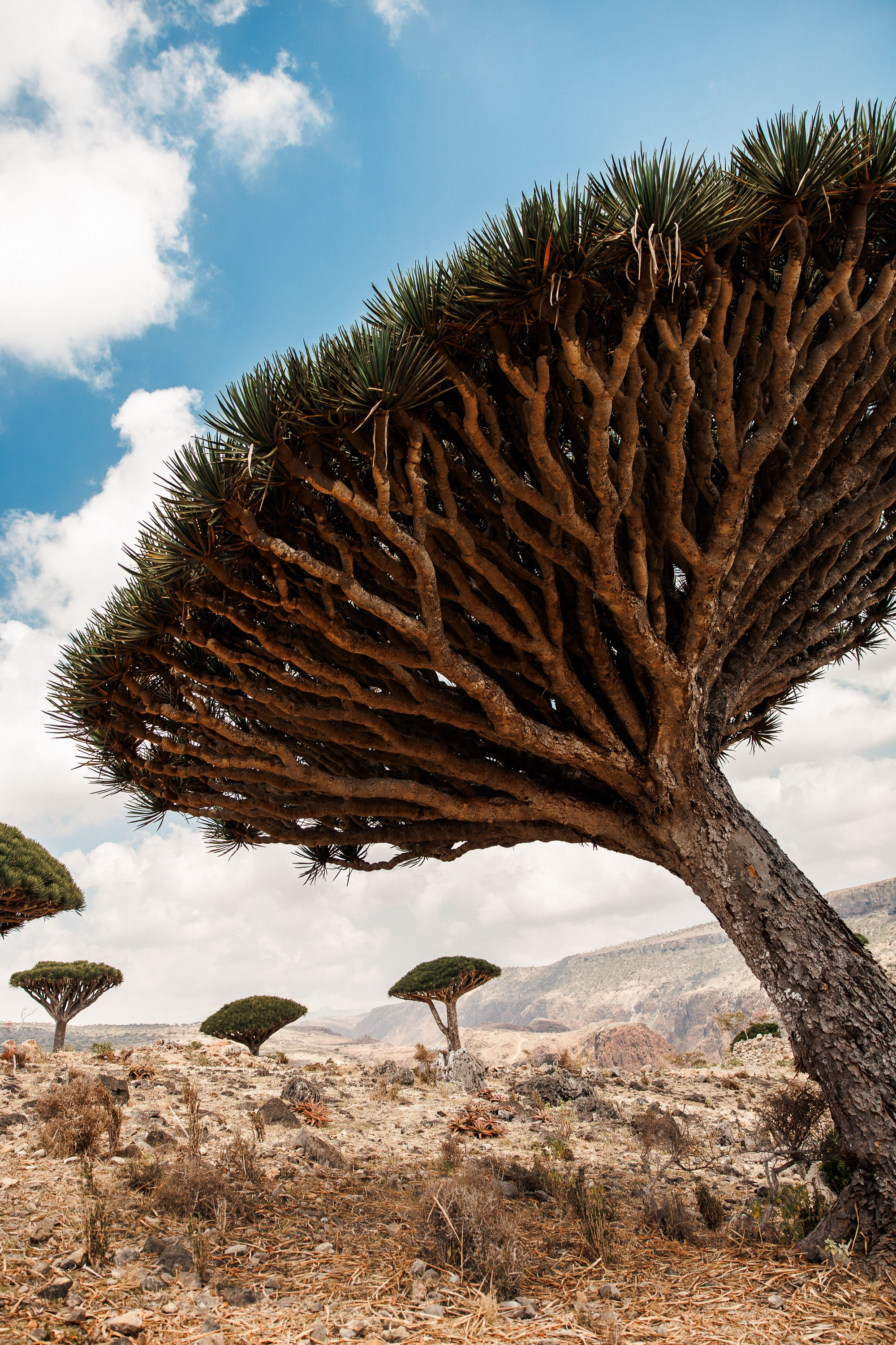 Socotra
