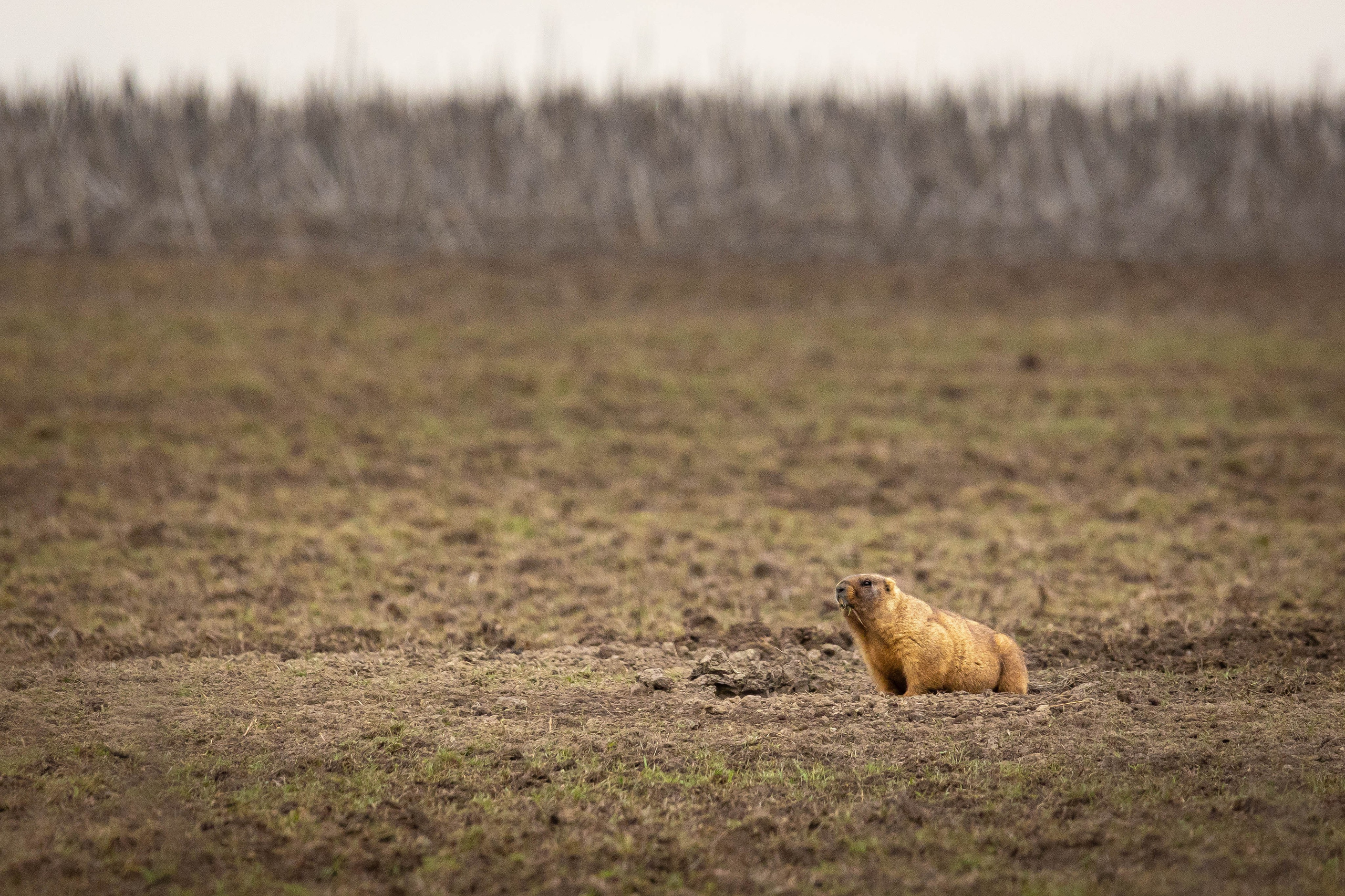 Дикий животный мир. Фотограф-АниМалист Анна Абрамова
