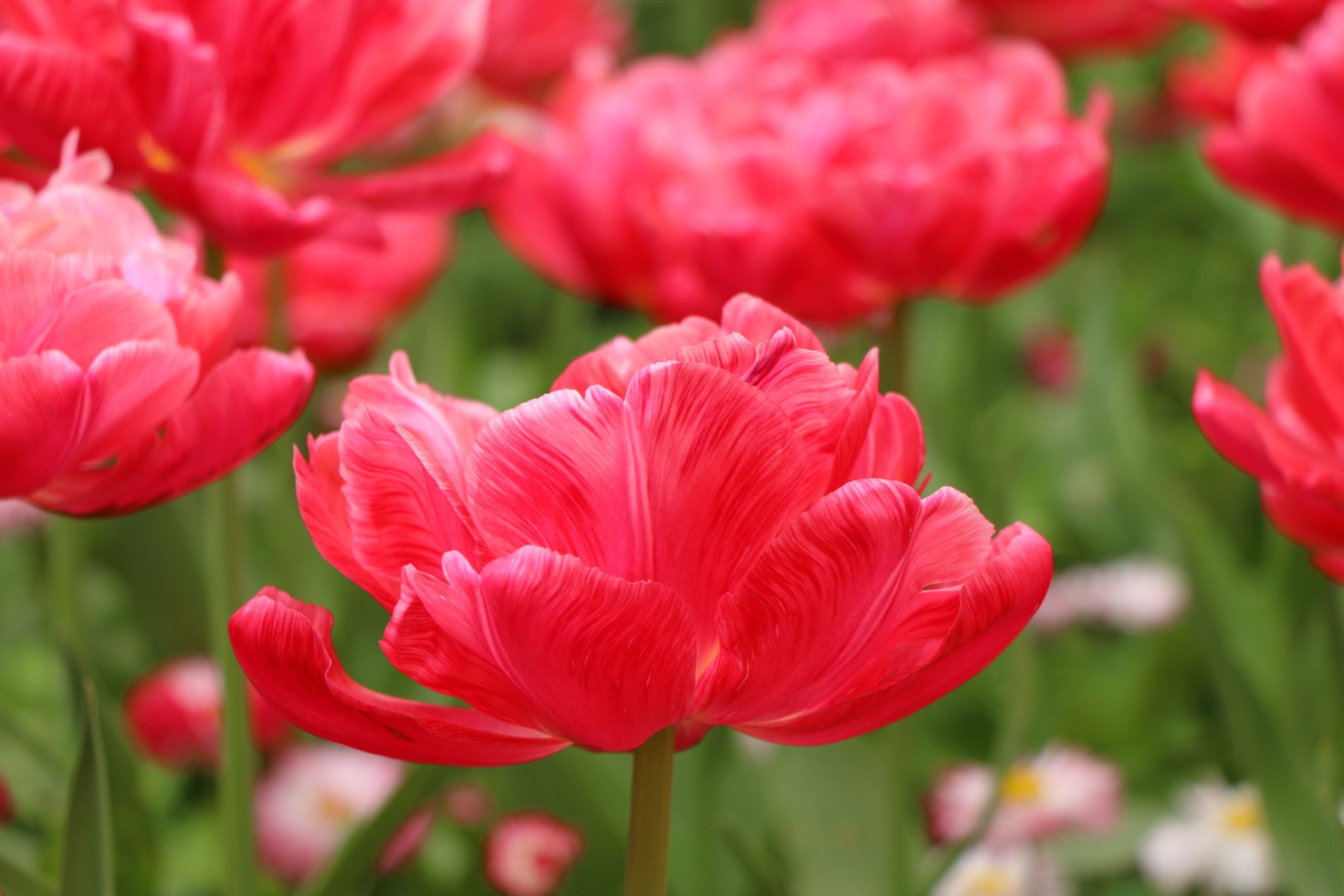 Природа. Семейный и детский фотограф в Ялте Ольга Солерина