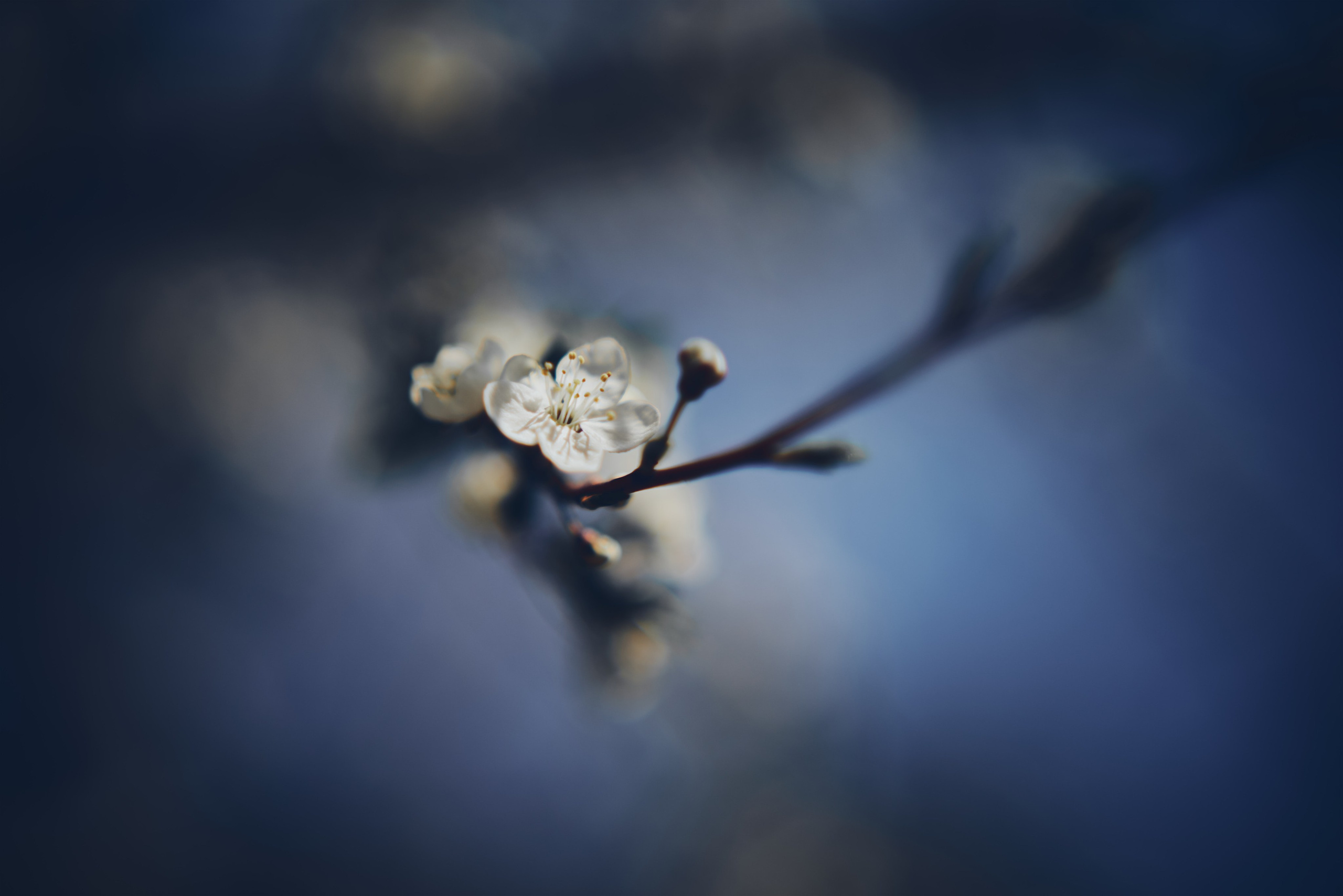 Sakura time