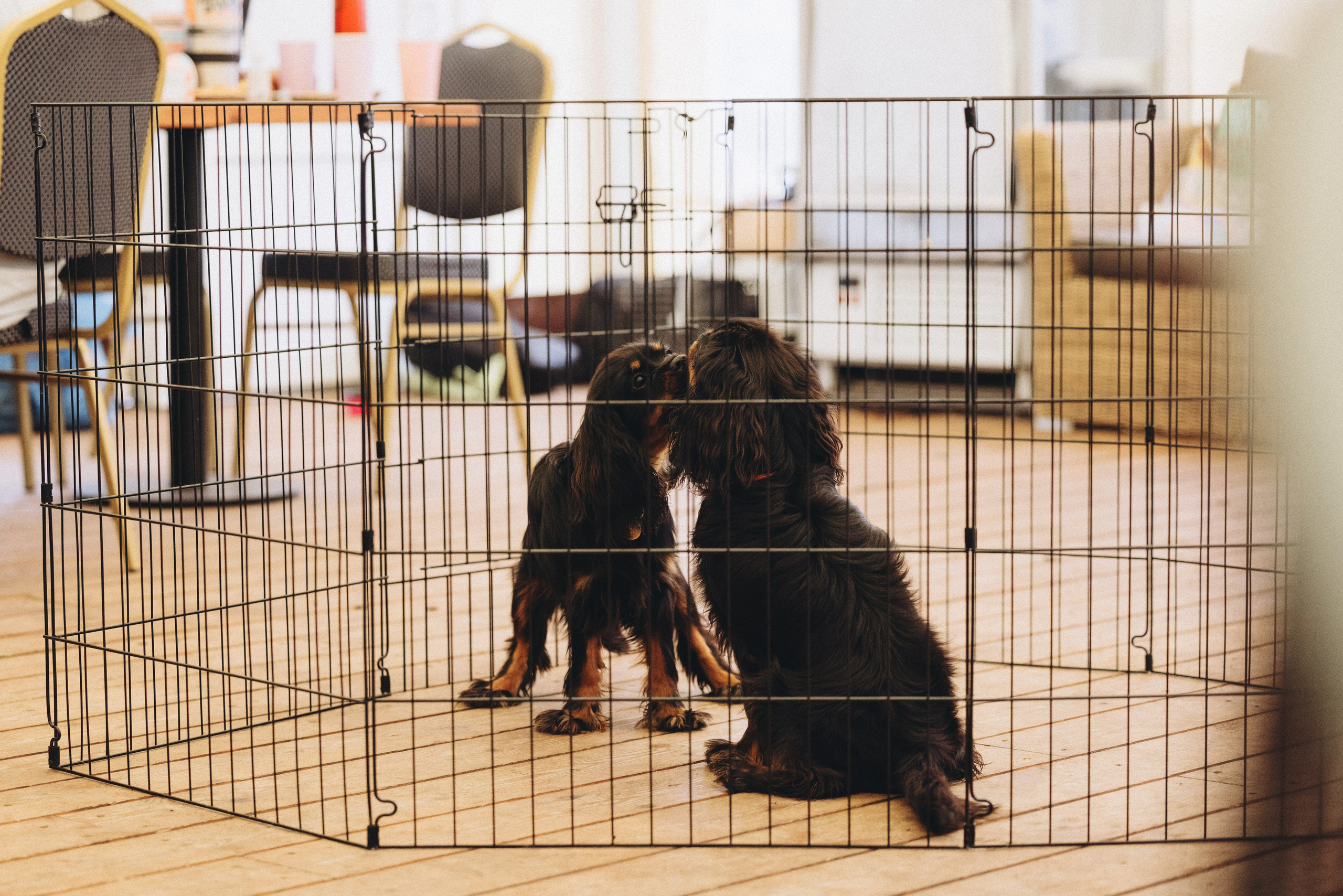 Встреча ККЧС. Фотограф анималист Осипчикова Мария