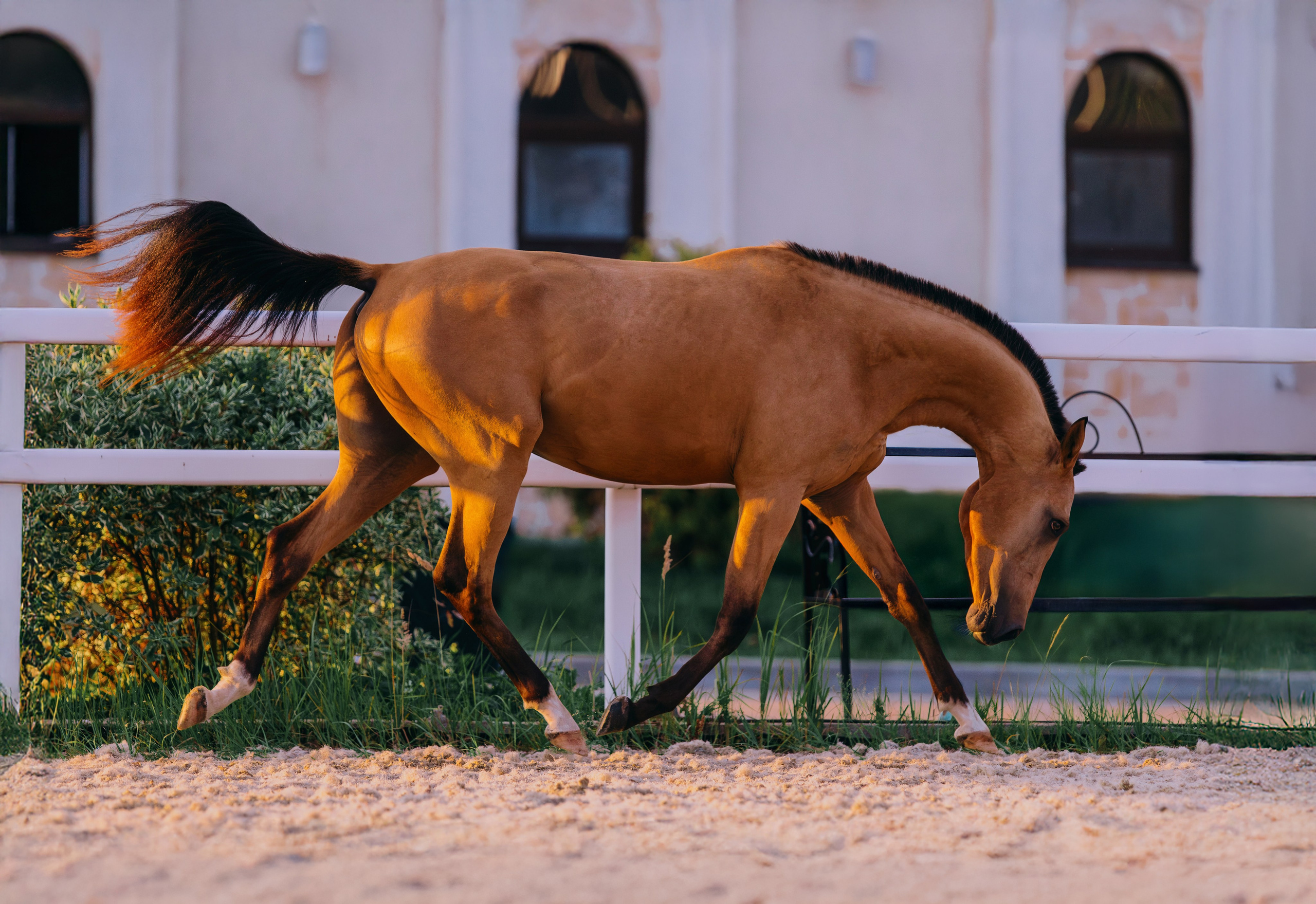 В движении. Фотограф-анималист Ксендзова Кристина