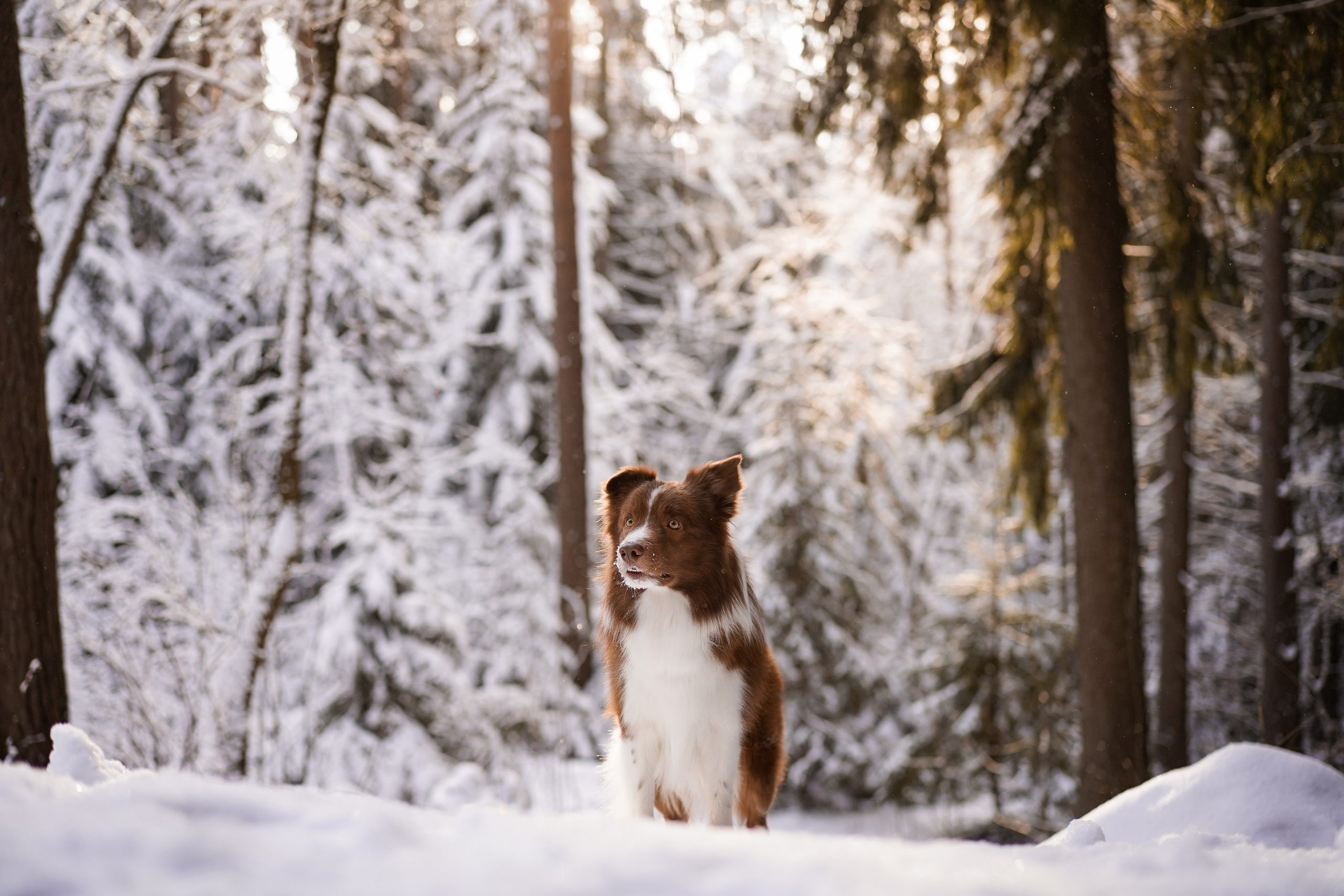 Катя и Ская. Фотограф-анималист в Санкт-Петербурге Яна Мартынова