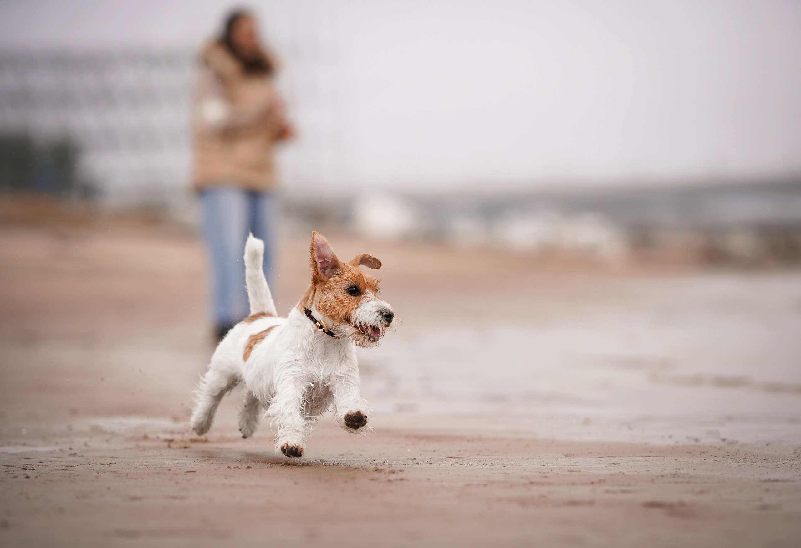 Люба и Тося. Фотограф-анималист в Санкт-Петербурге Яна Мартынова