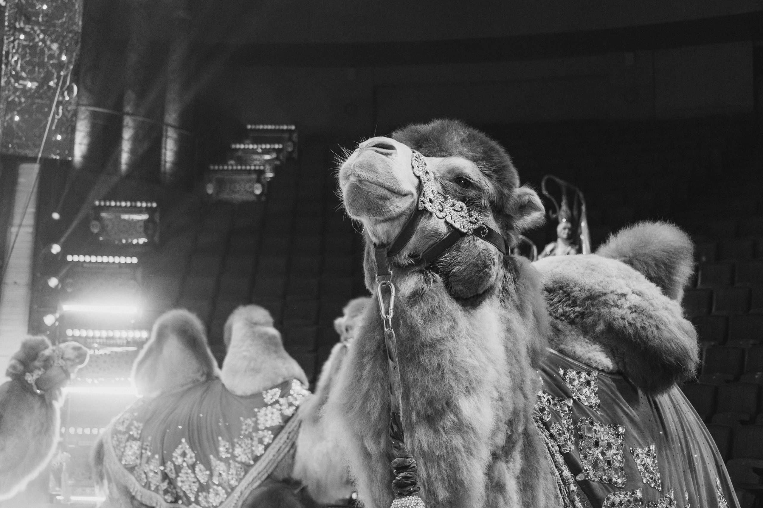 Цирк Гии Эрадзе «Песчаная Сказка». Ваш фотограф в Нижнем Новгороде