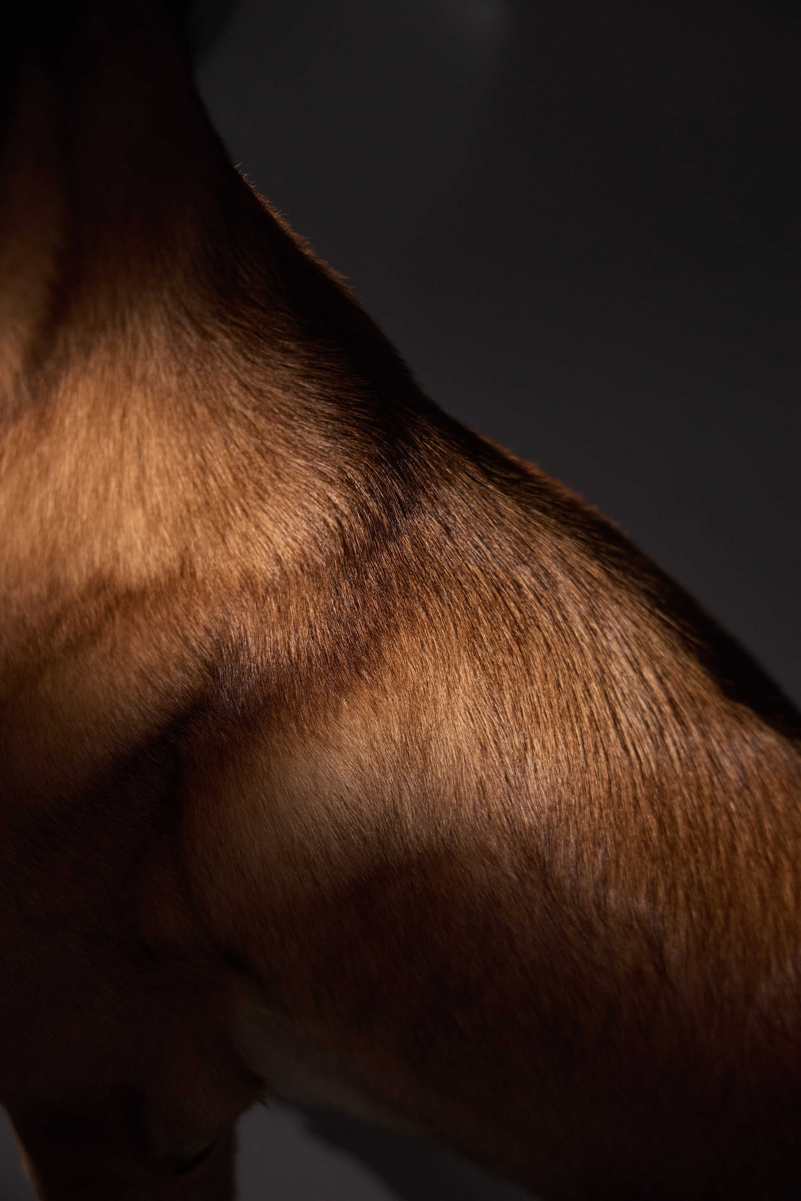 Presence. Dog Photographer Anna Averianova | Art & Commercial Pet Photography