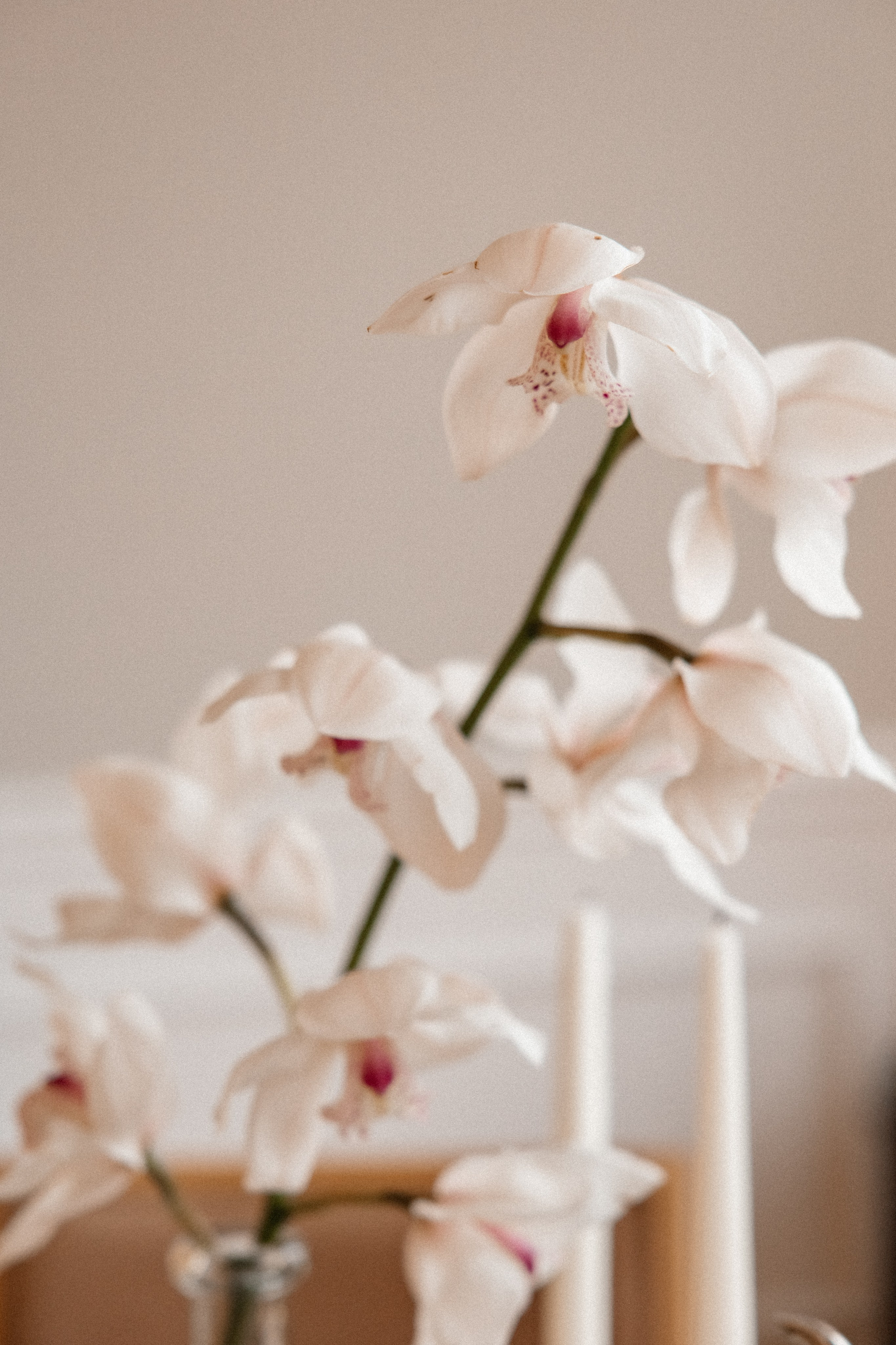 Ира. Светлана Ванцлав — фотограф Минск, Беларусь