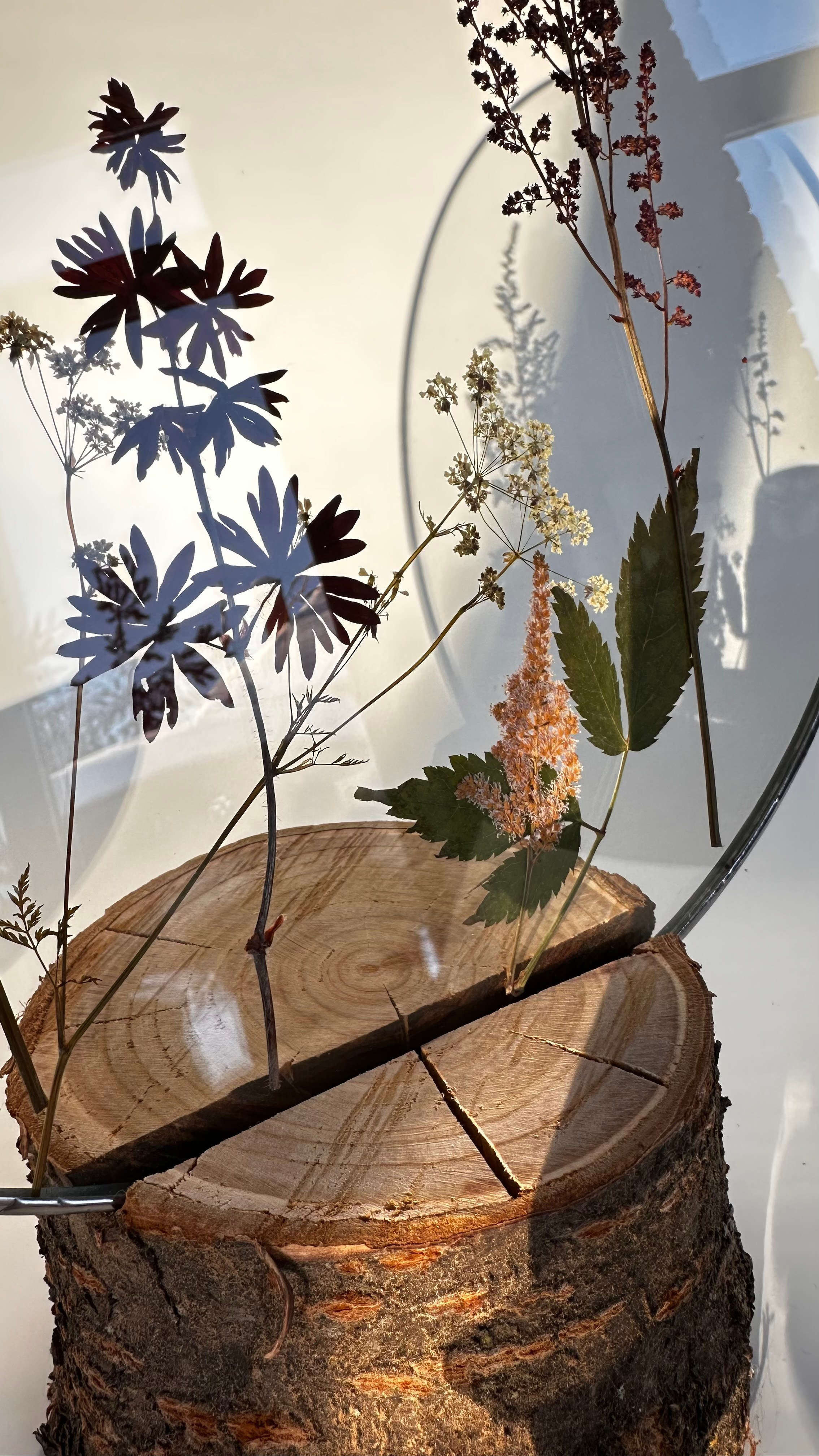 Гербарий в стекле с сухоцветами (витраж в технике тиффани). Гербарий в стекле, интерьерные панно, витражи с сухоцветами в технике тиффани