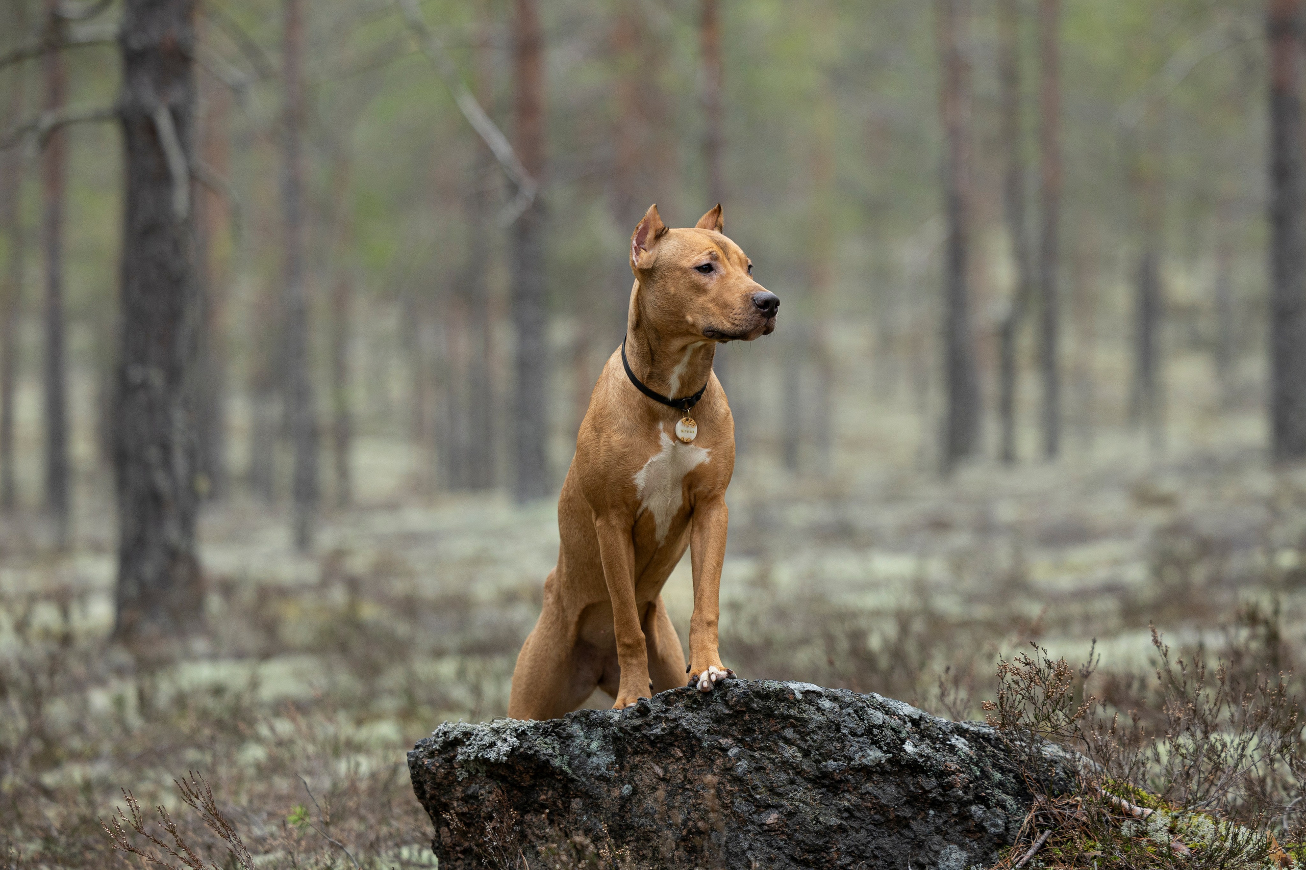 Лужские Мальдивы. Фотограф-анималист Анна Маринич