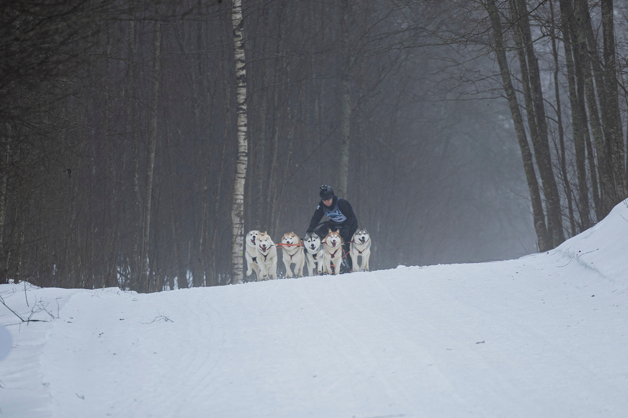 Зимний Чемпионат Санкт-Петербурга по ездовому спорту. Фотограф-анималист Анна Маринич