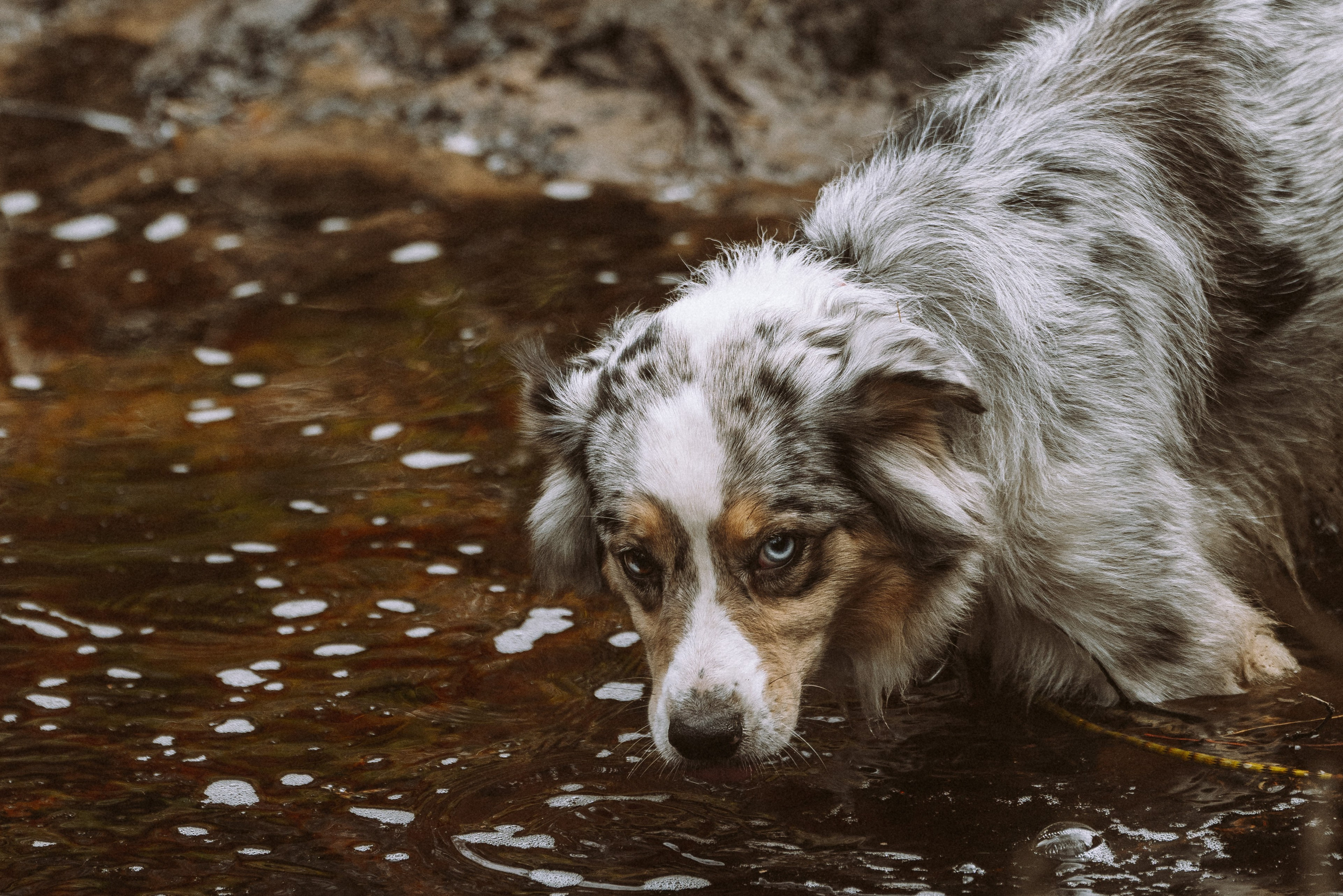 Дог трекинг к финскому хутору. Фотограф анималист в Спб недорого Олеся Майорова
