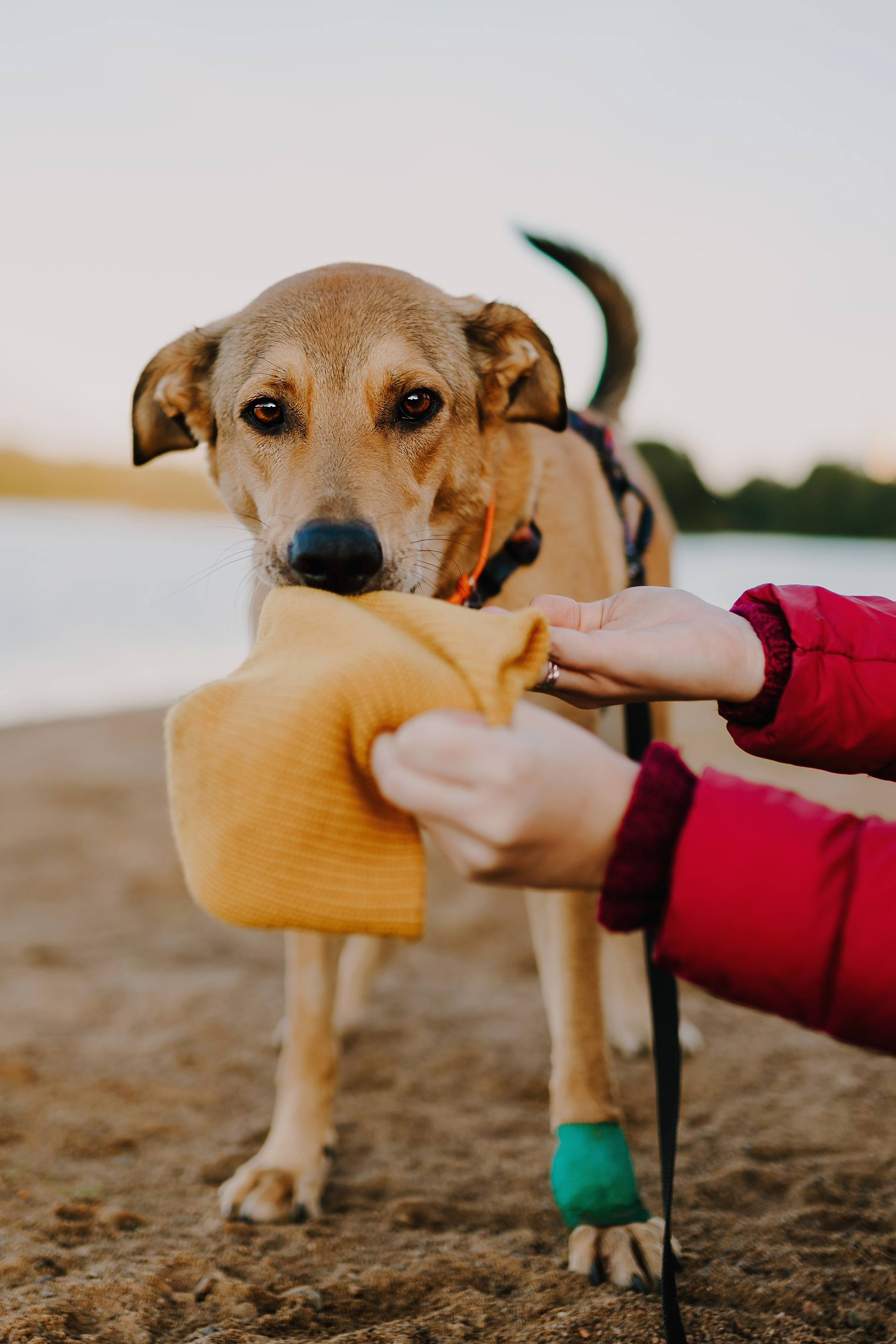 Семейная фотосессия с двумя собаками на закате. Фотограф анималист в Спб недорого Олеся Майорова