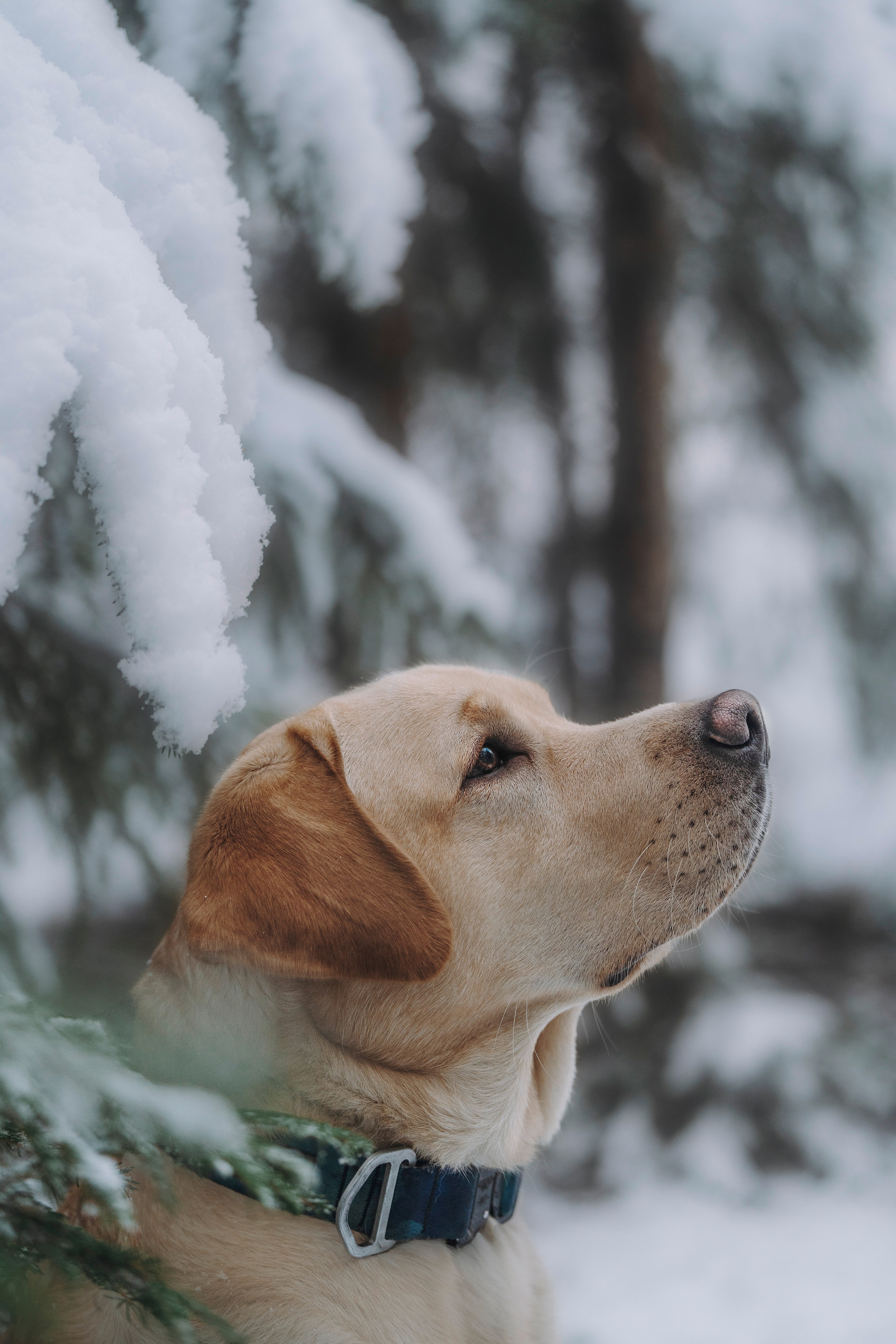 Аня и Честер. Фотограф анималист в Спб недорого Олеся Майорова