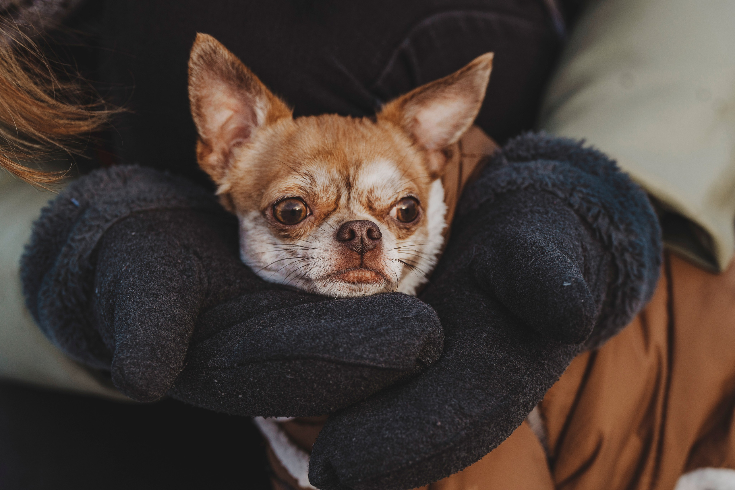 Наталия и Боря. Фотограф анималист в Спб недорого Олеся Майорова