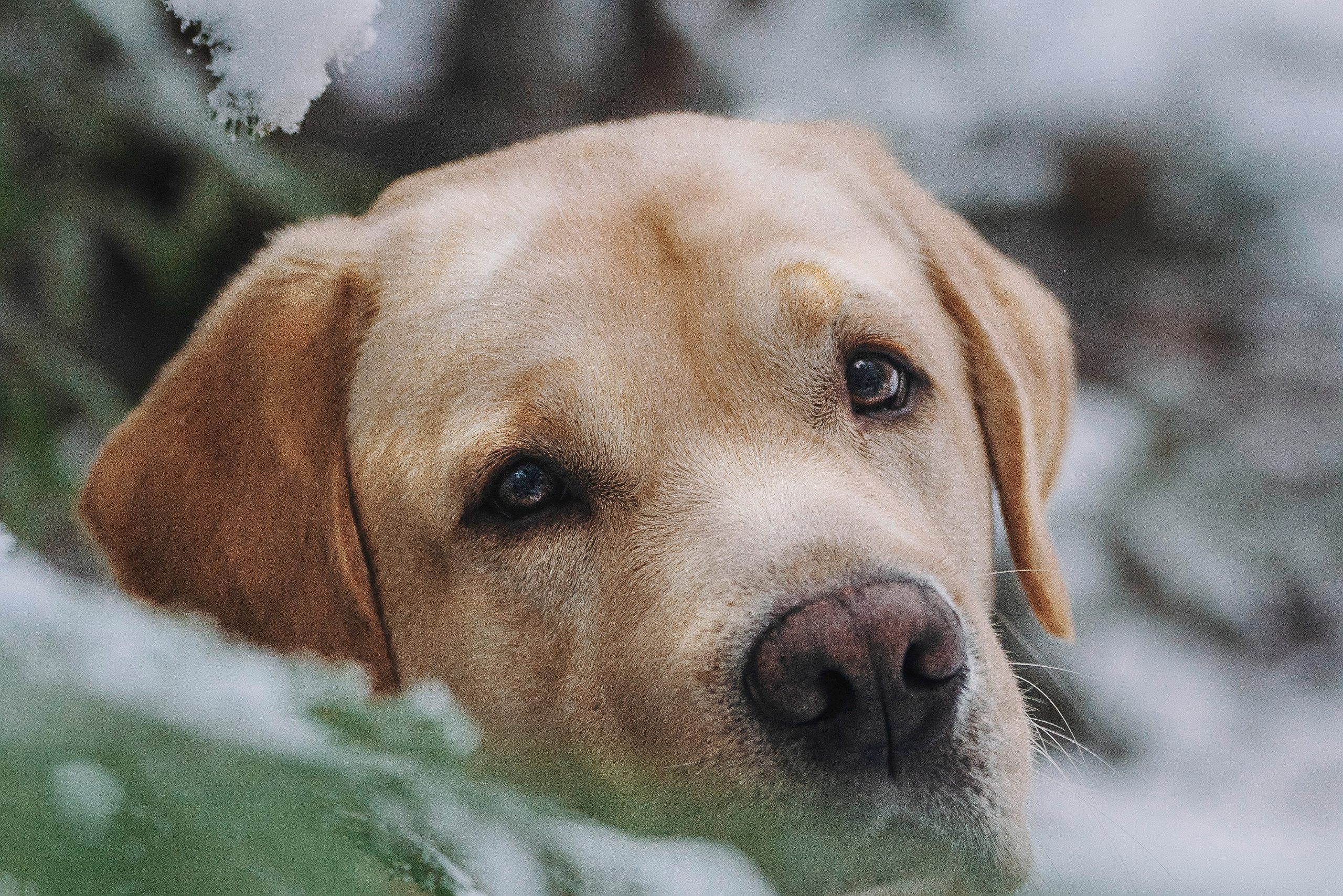 Аня и Честер. Фотограф анималист в Спб недорого Олеся Майорова