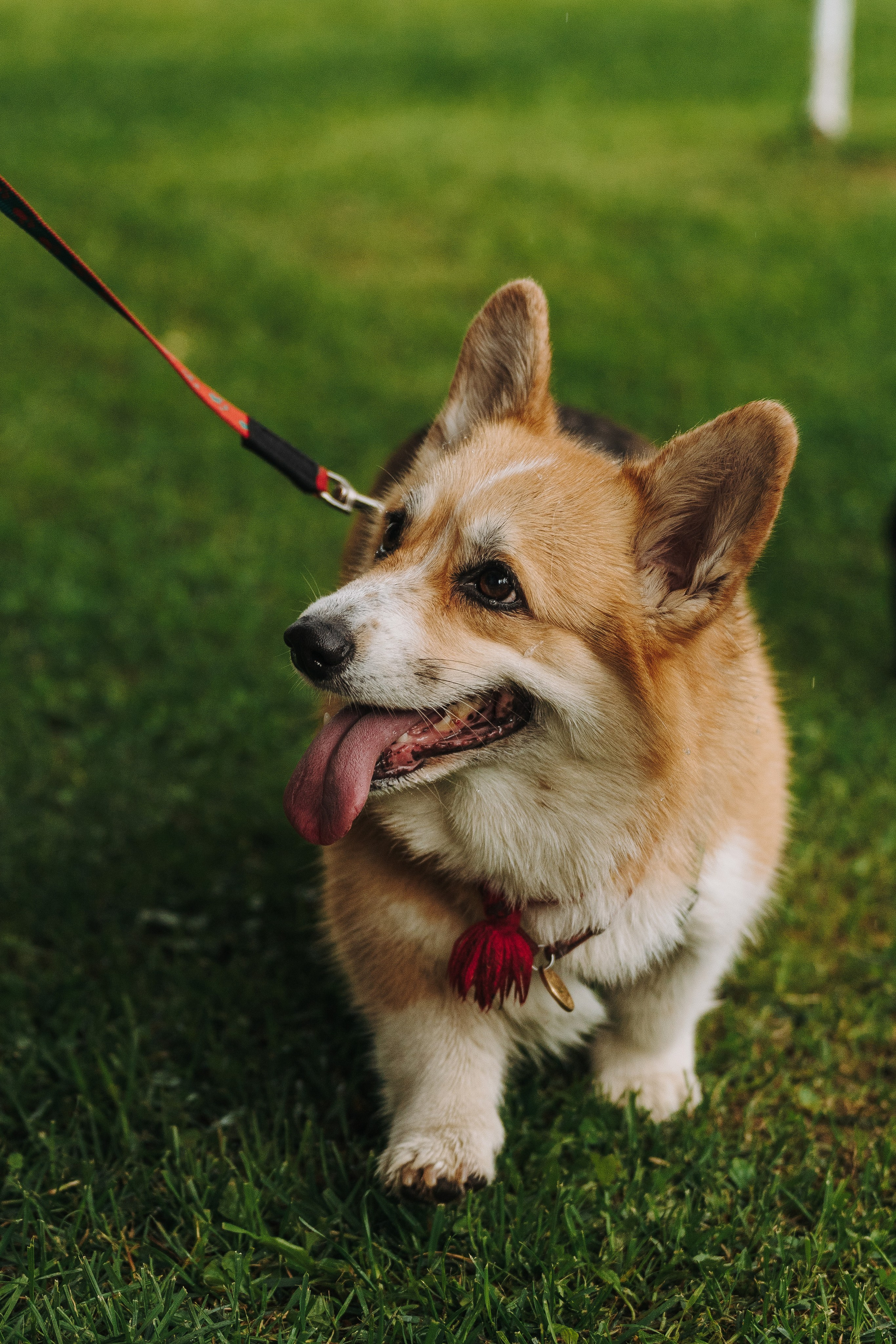 Соревнования по ноузворку в Новожилово. Фотограф анималист в Спб недорого Олеся Майорова