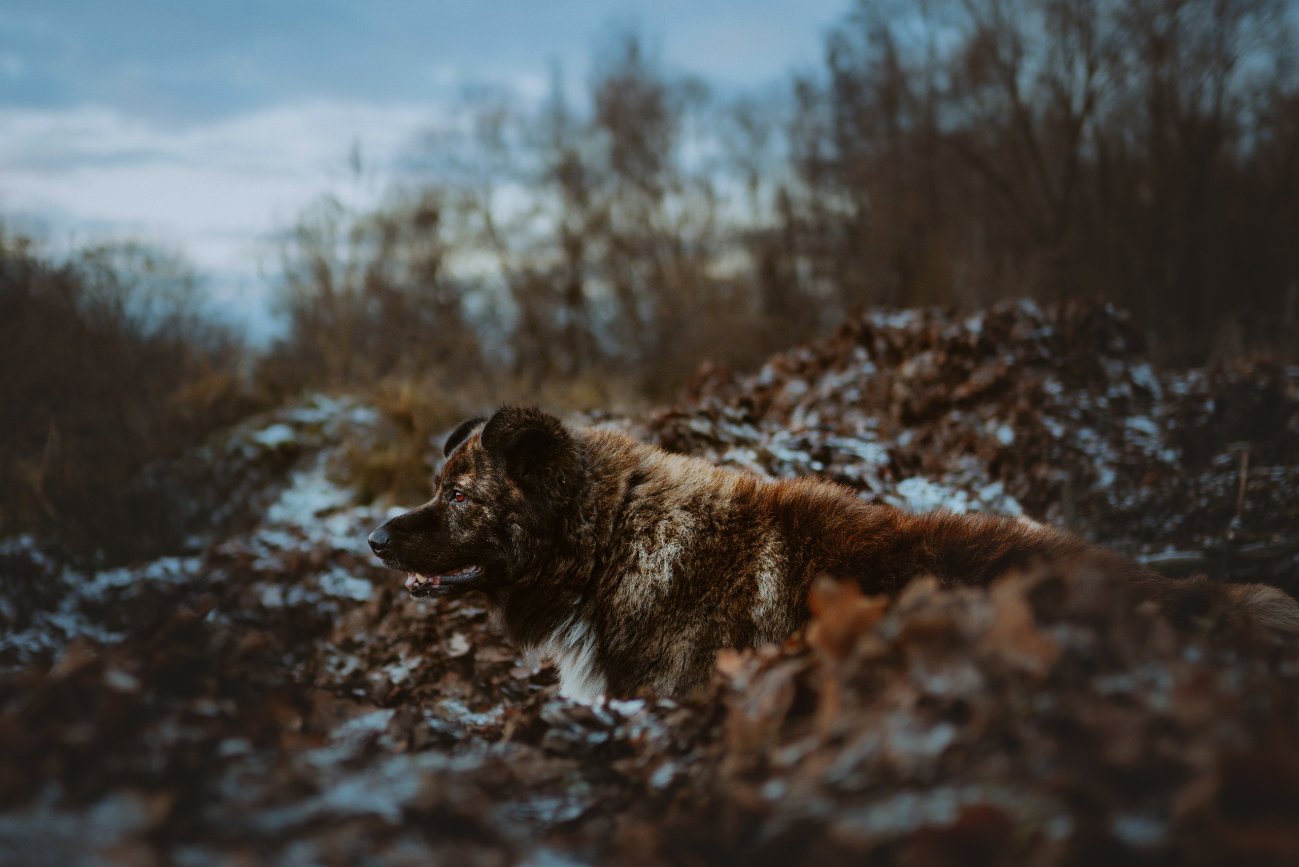 Творческая фотосессия фотографа анималиста. Фотограф анималист в Спб недорого Олеся Майорова