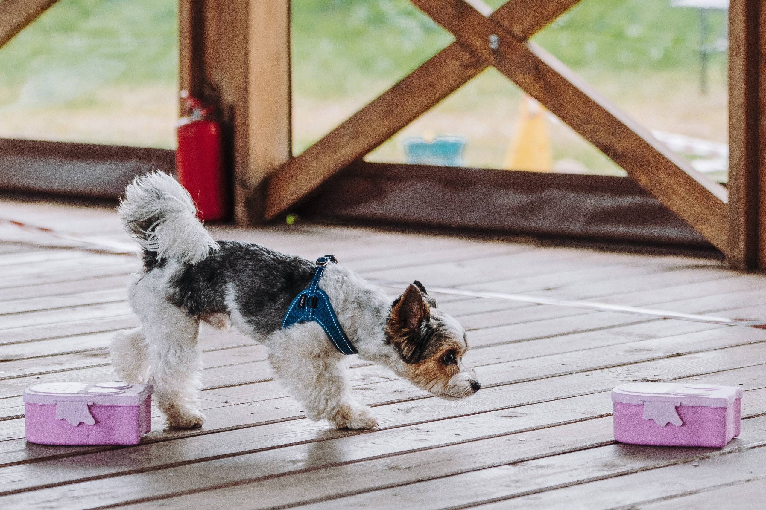 Соревнования по ноузворку в Лосево. Фотограф анималист в Спб недорого Олеся Майорова