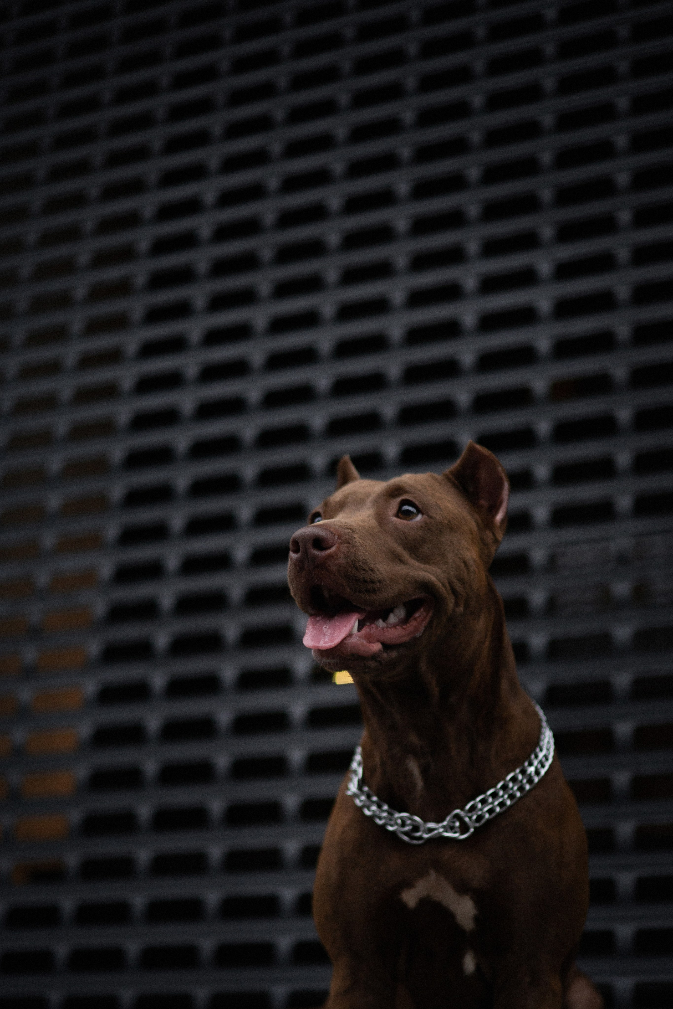 Оля и герда. Фотограф — анималист Владивосток, Алина