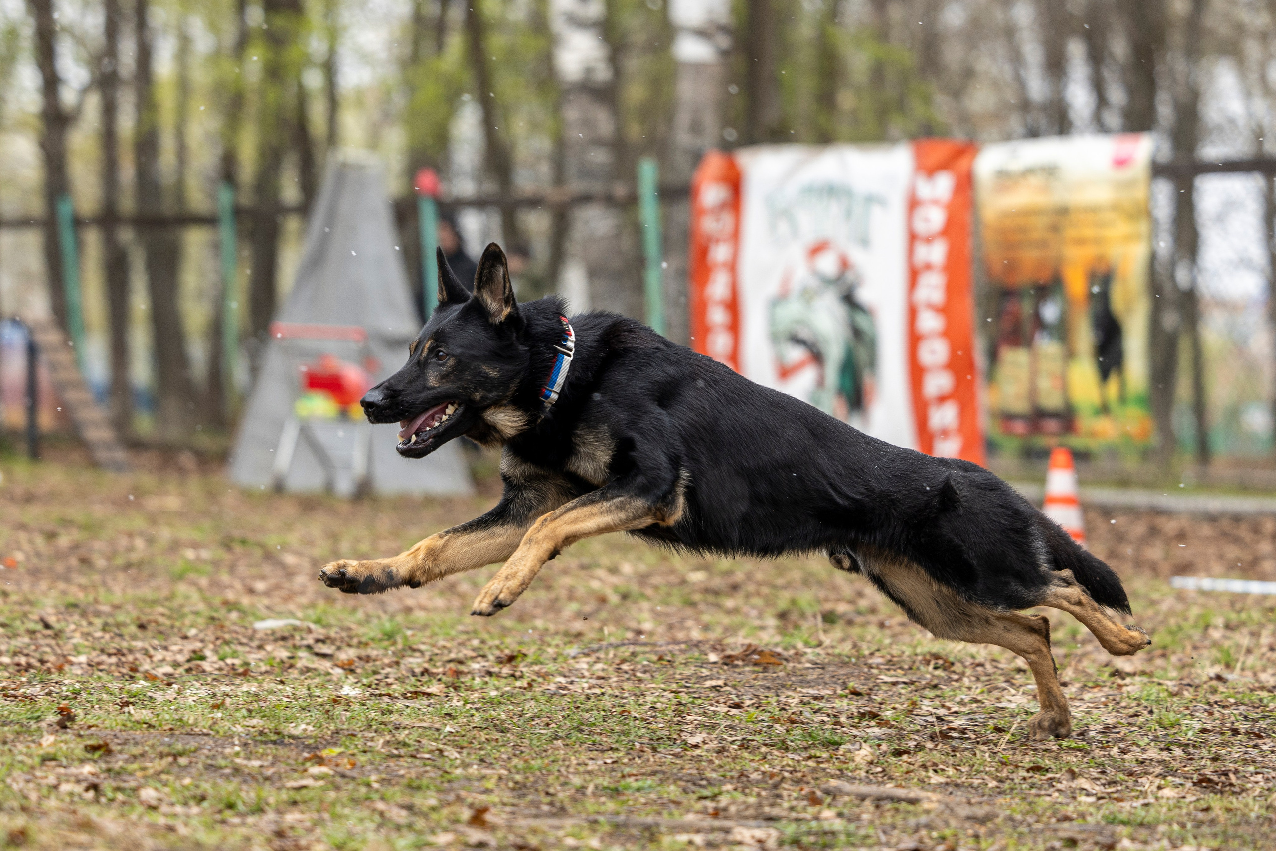 Квалификационные состязания по мондьорингу г. Вологда 11.05.24. Фотограф-анималист Анна Маринич