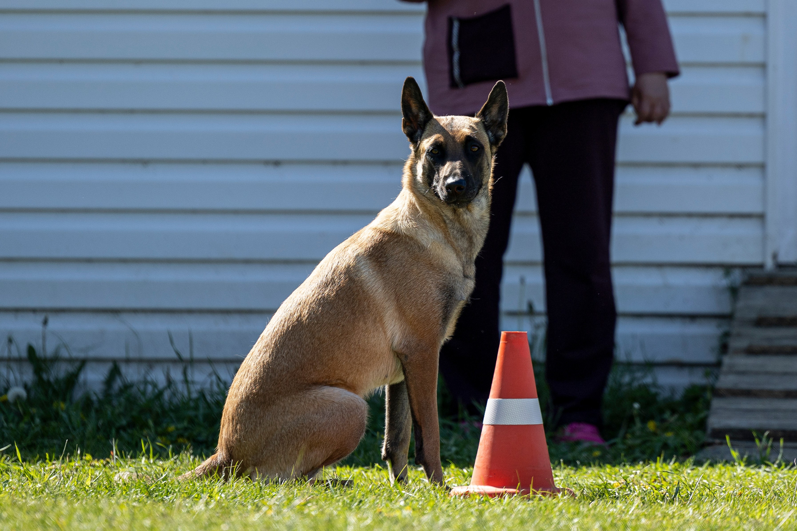 Испытания по мондьорингу в Нижнем Новгороде. Фотограф-анималист Анна Маринич