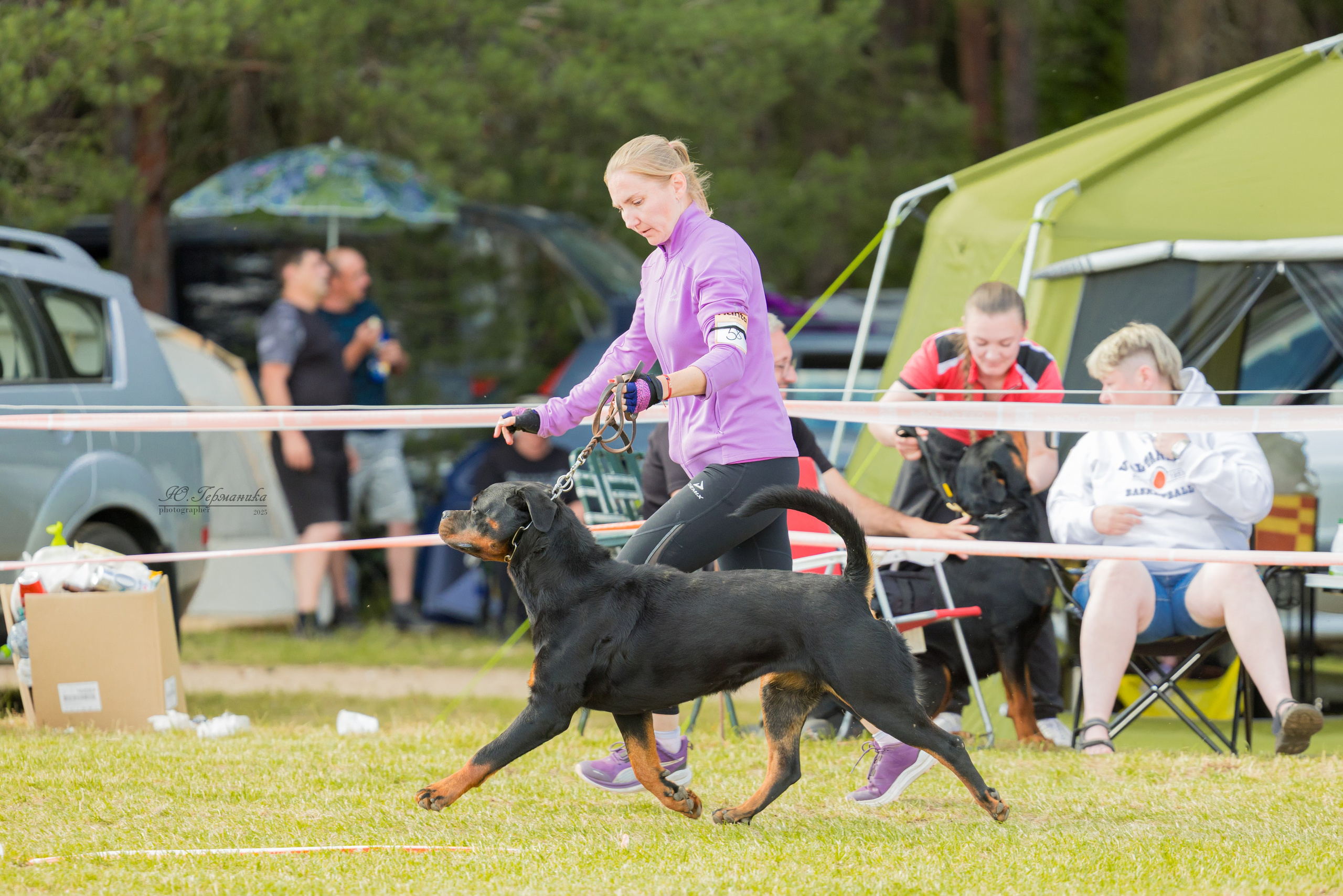 Тверь ротвейлеры 5-6.07.2025. Фотограф-анималист Юлия Германика