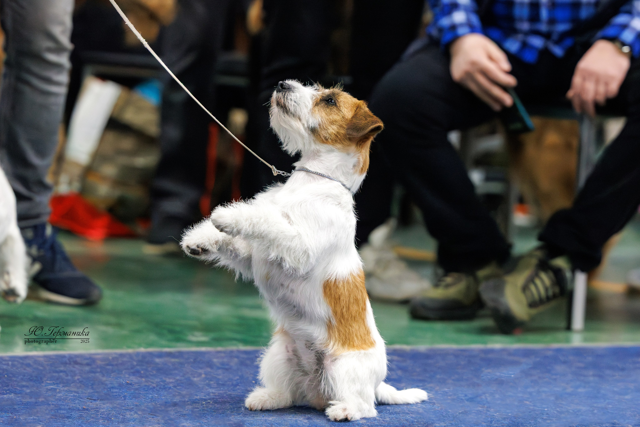 Тверь 12.04,Сфера 13.04,Сергиев Посад 19.04.2025. Фотограф-анималист Юлия Германика