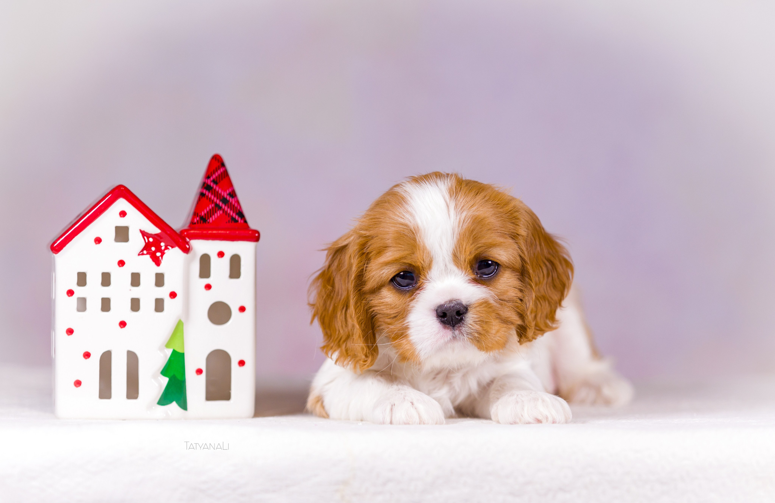 Кавалер-Кинг-Чарльз-Спаниель. Фотограф — анималист Татьяна Ли