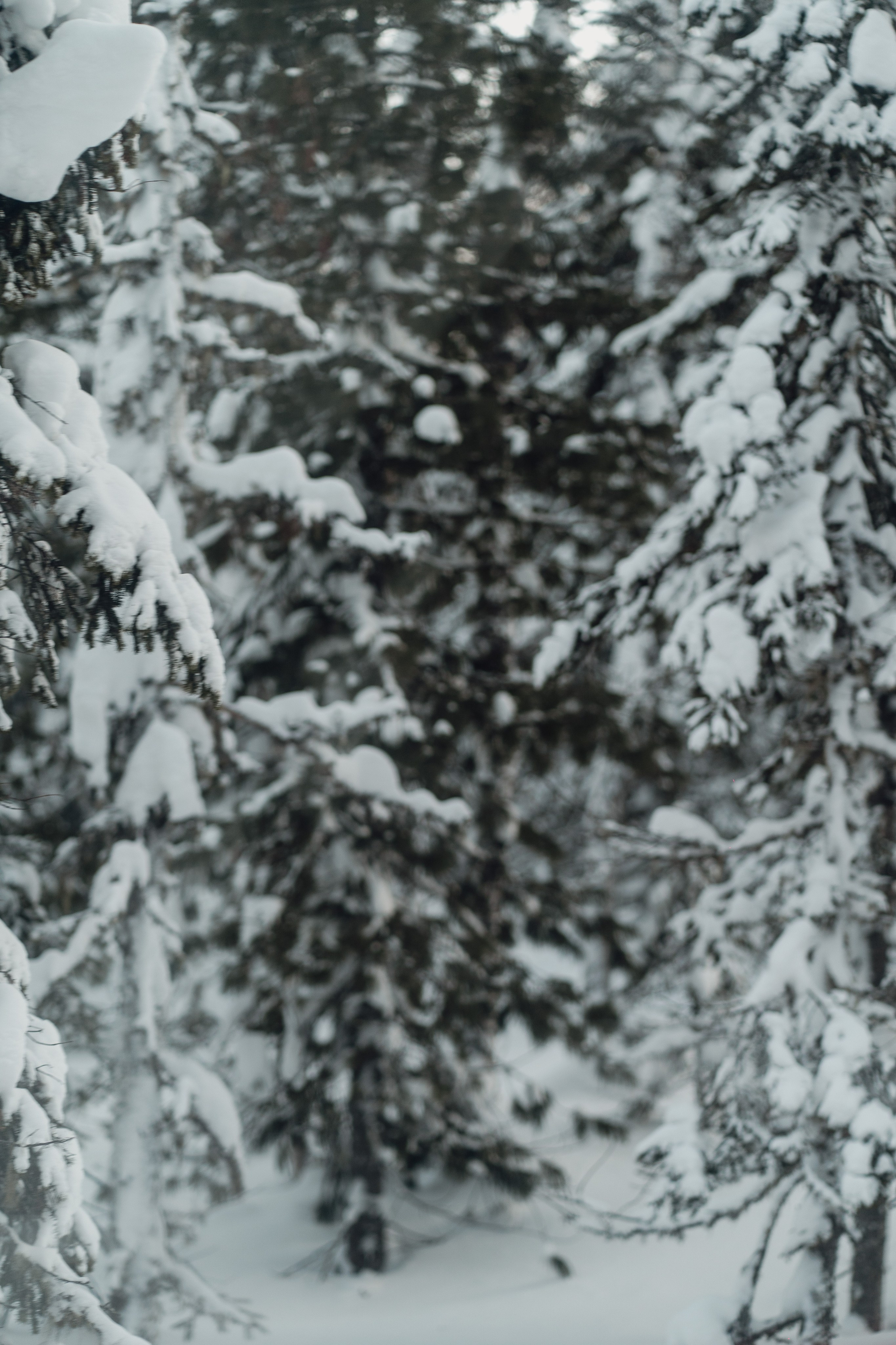 Mountain Patrol. Анастасия Паршукова — фотограф Шерегеш Новосибирск