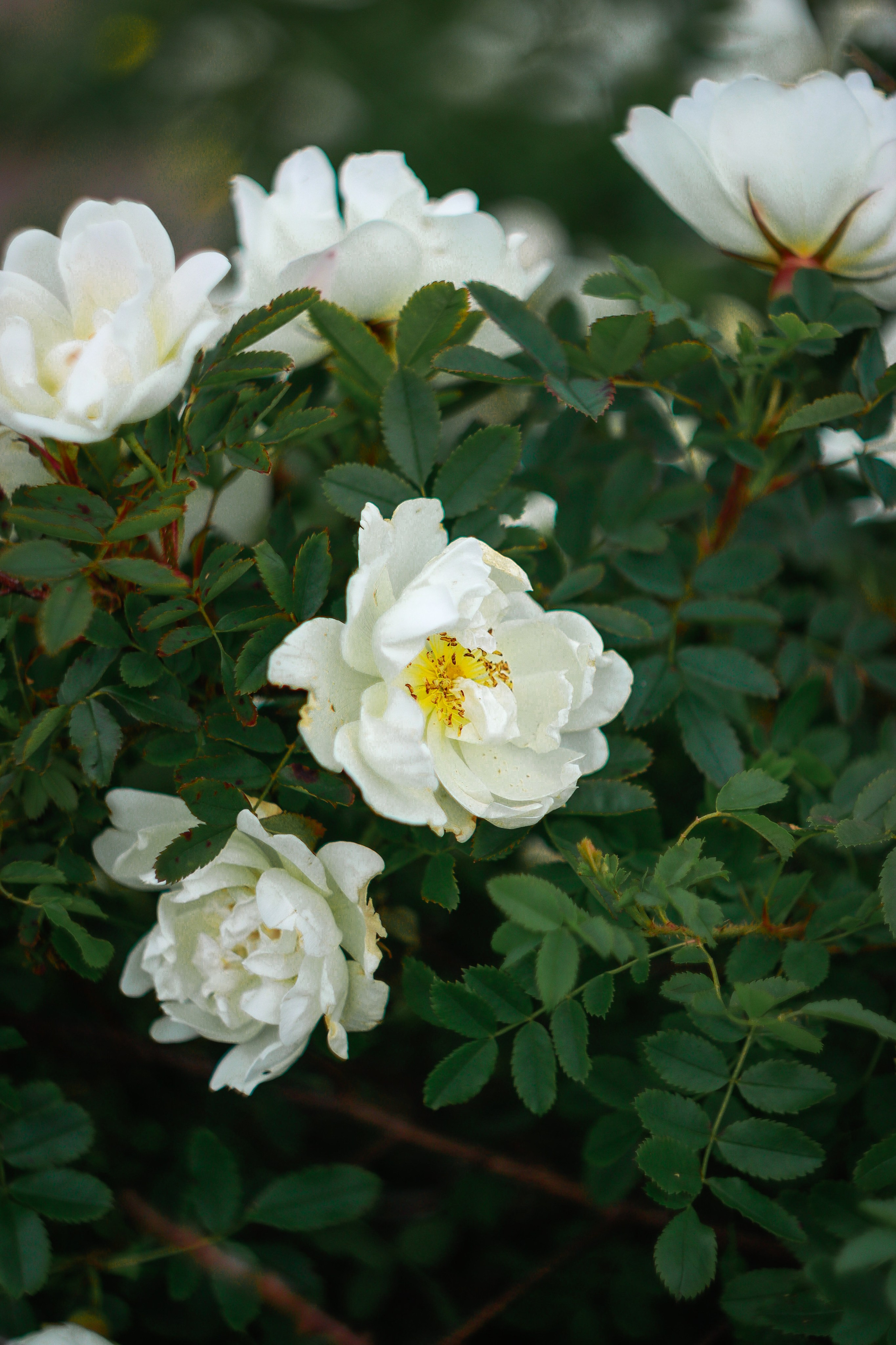 Маяк Тонин на мысе Свободном. Карафуто. Фотограф в Южно-Сахалинске Гусаков Евгений