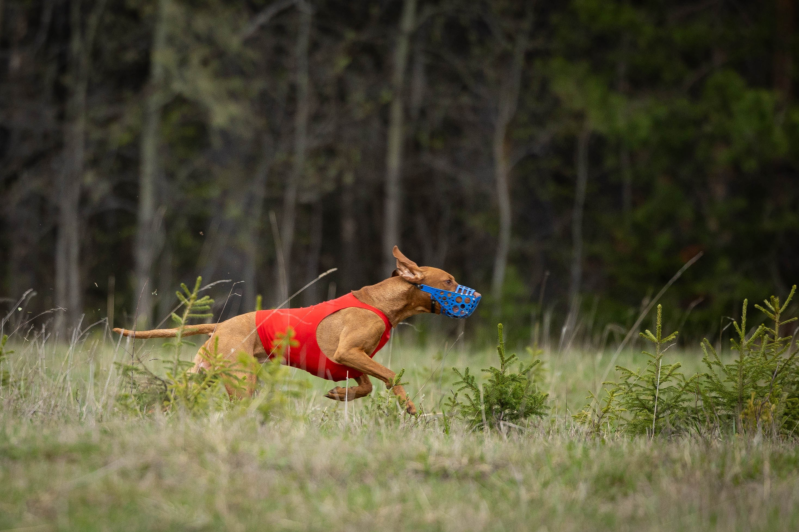 Курсинг. Фотограф Анималист в Перми Анастасия Остерман