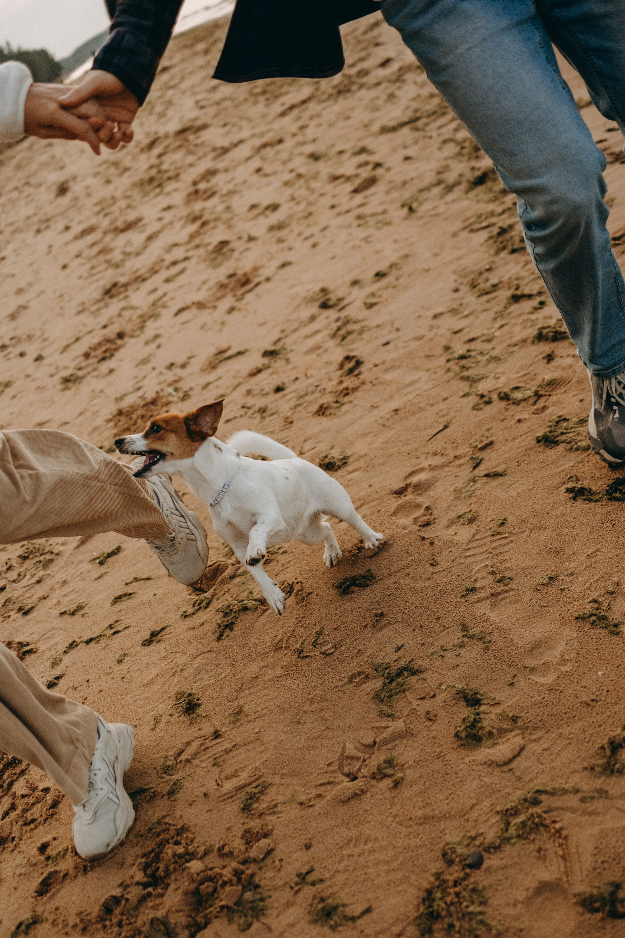 Лея и ее семья. Фотограф — Анималист | Санкт-Петербург