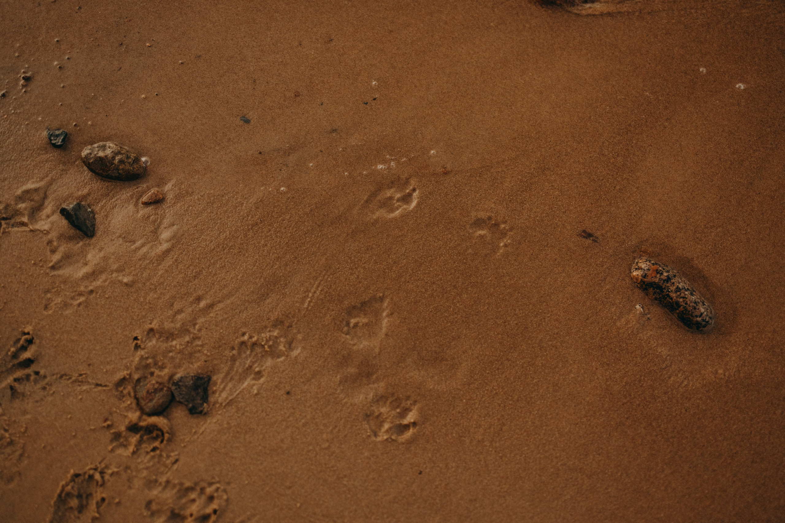 Лея и ее семья. Фотограф — Анималист | Санкт-Петербург