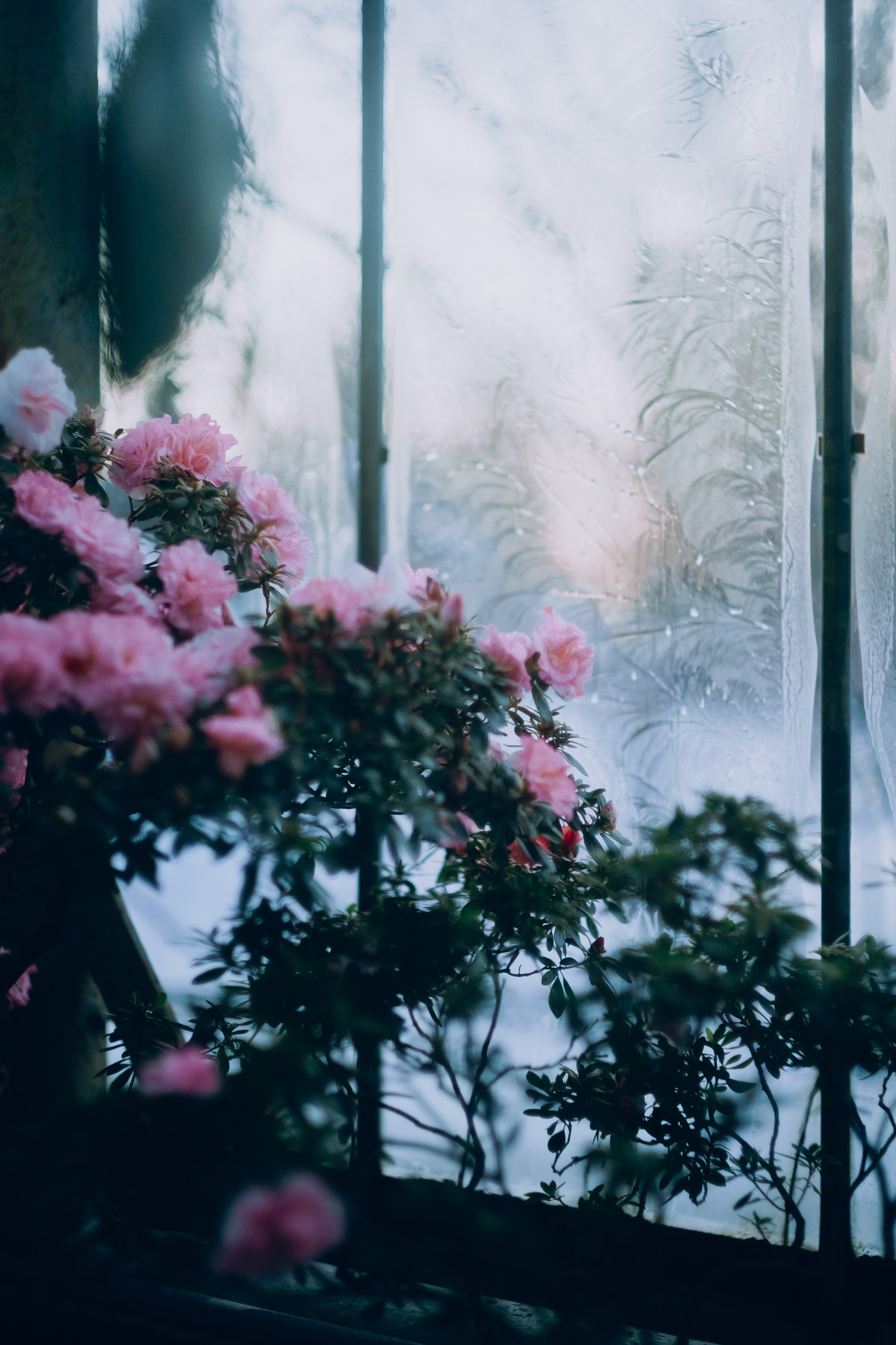Botanical. Портретный и свадебный фотограф в Москве и Санкт-Петербурге. Учитель фотографии онлайн и оффлайн