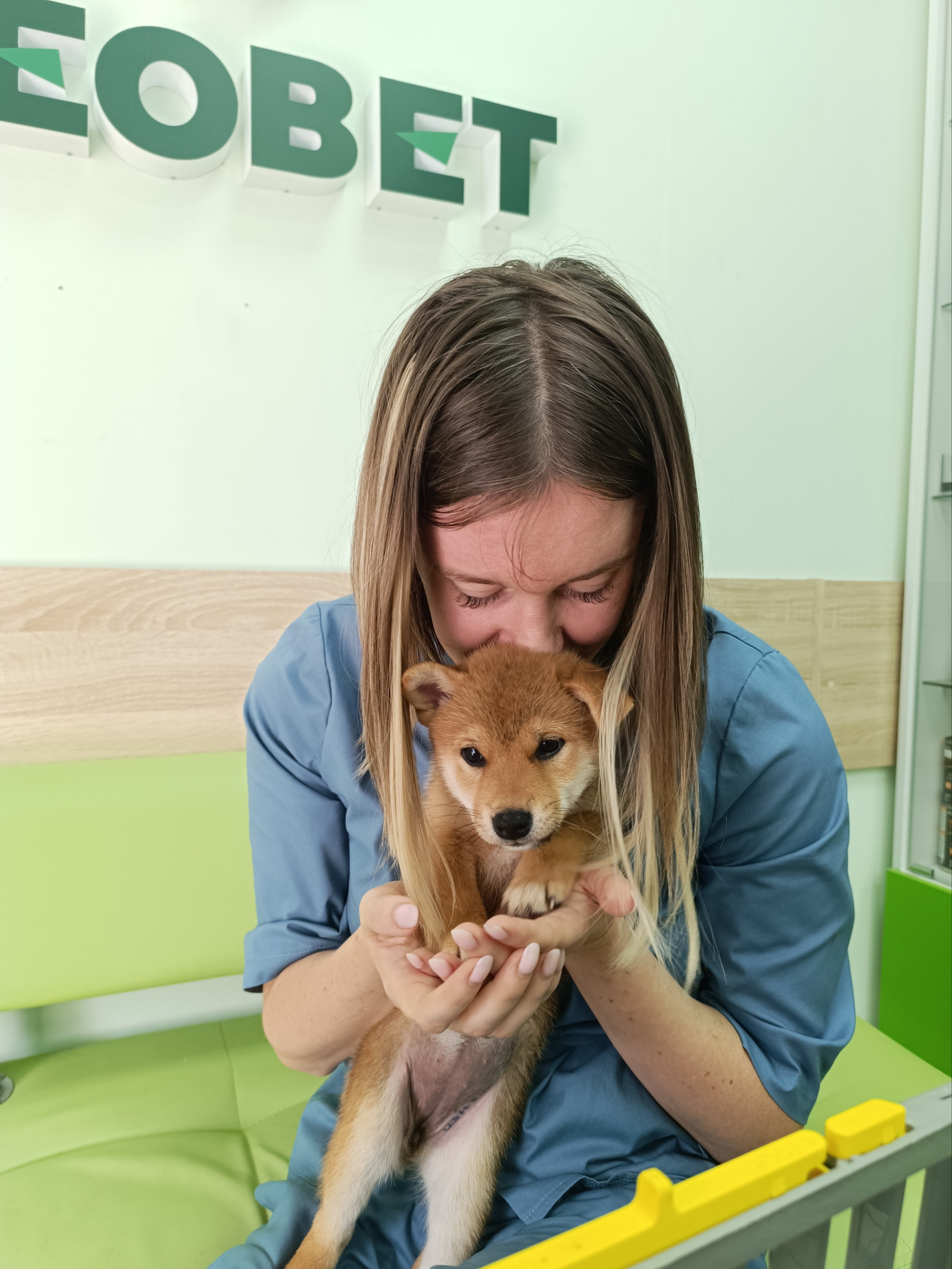 сиба питомник Рубилайт щенки на продажу rubylight  сиба щенки купить СПб Санкт-Петербург 