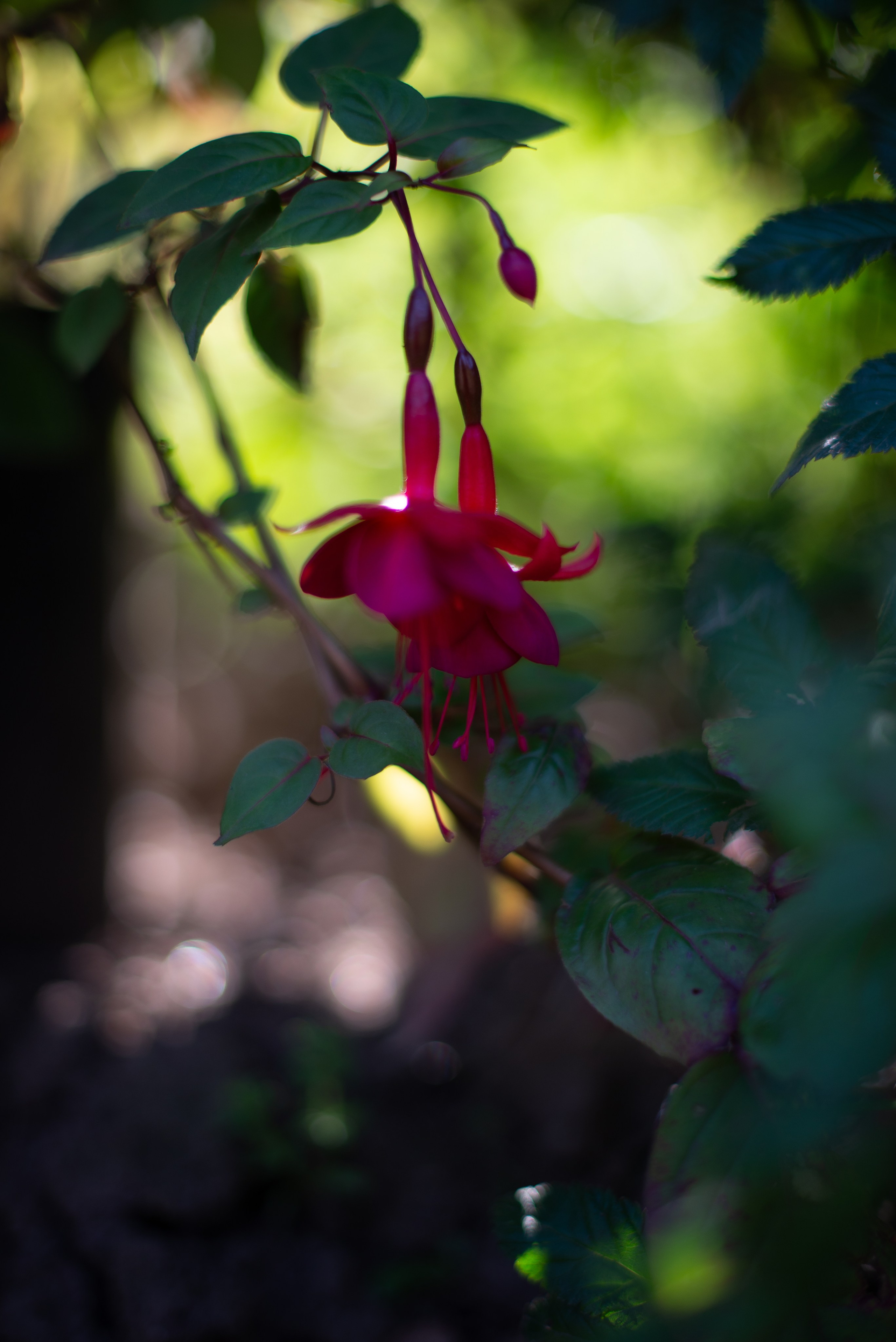 Цветы сада МГУ. Victoria Radjevna Репортажный Фотограф — Видеограф Москва • Санкт-Петербург