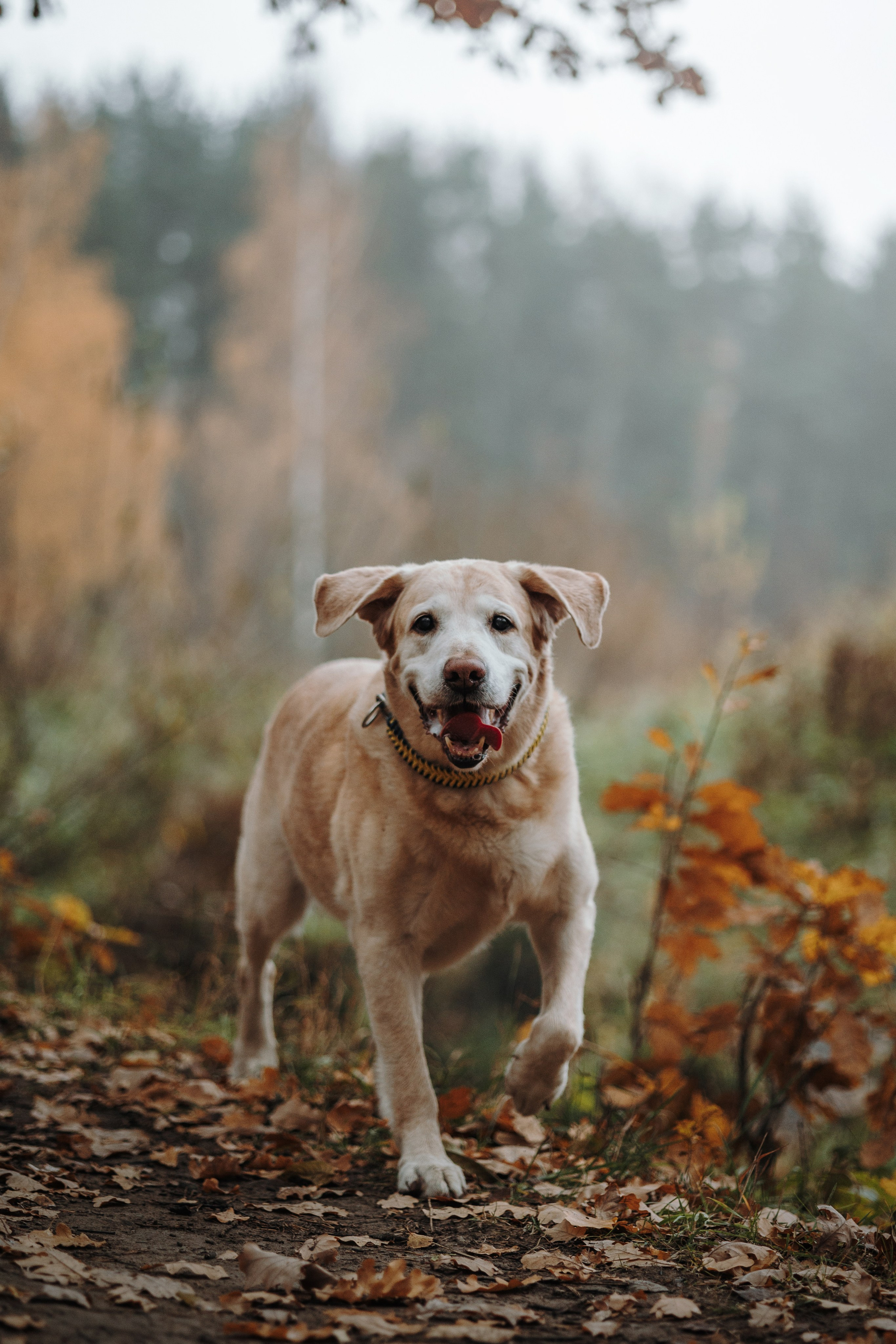 Оксана и Барон. Фотограф — Анималист | Санкт-Петербург