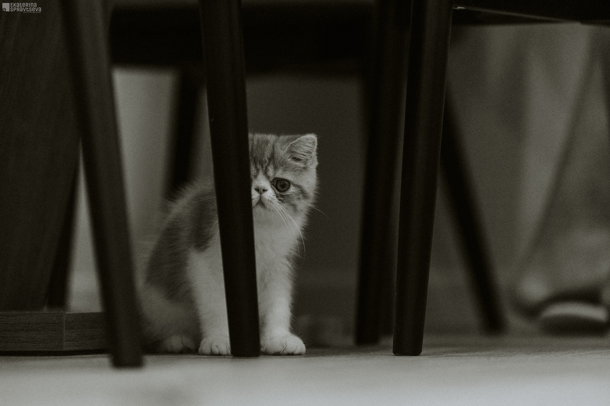 Малыш Уникум, Лиза и Миша. Фотограф Анималист Екатерина Справцева в Нижнем Новгороде