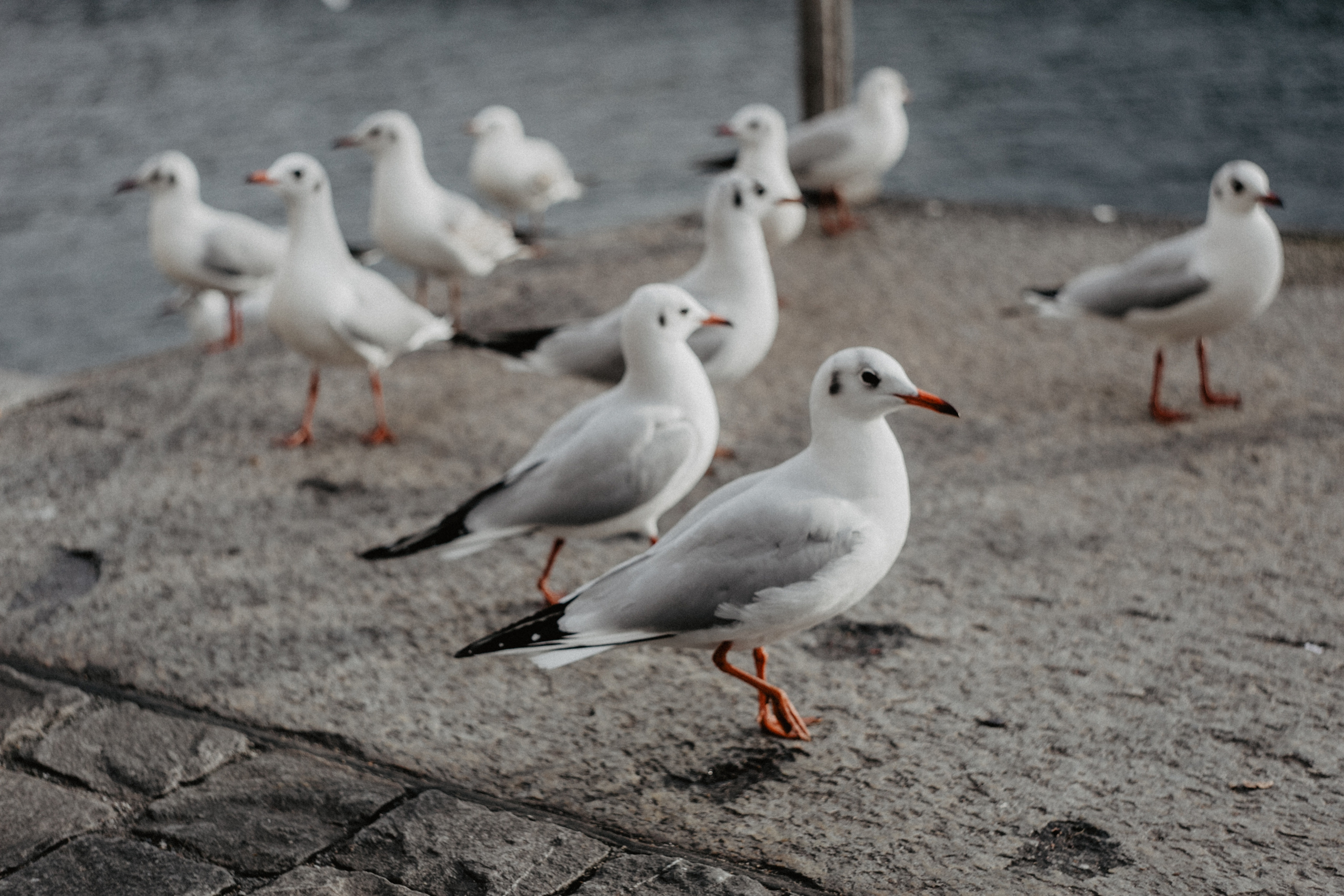 Switzerland (Zurih. Geneva. Basel. Luzern. Bern). Wedding Event ART Photographer