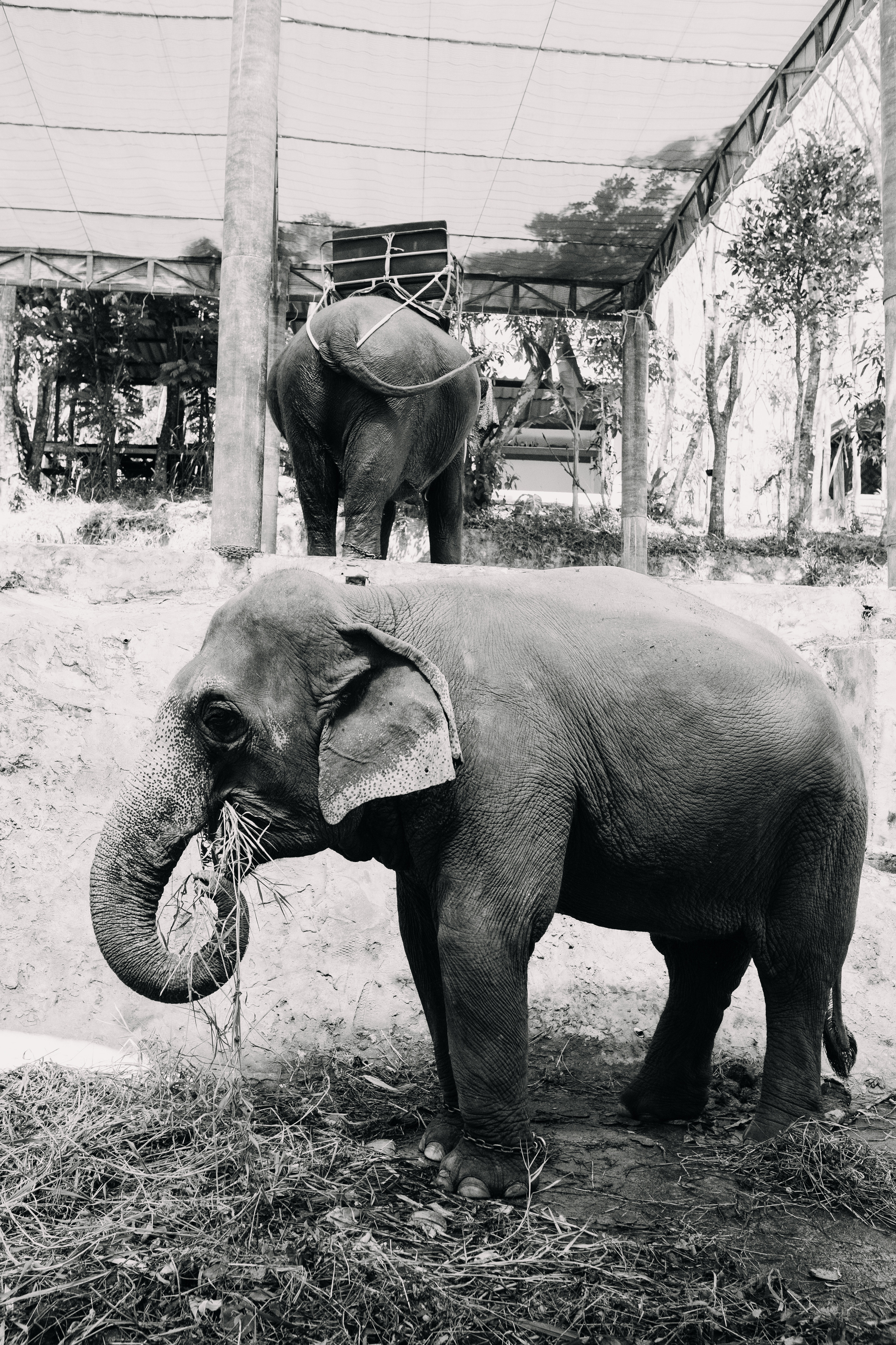 Phuket. Thailand. Wedding Event ART Photographer